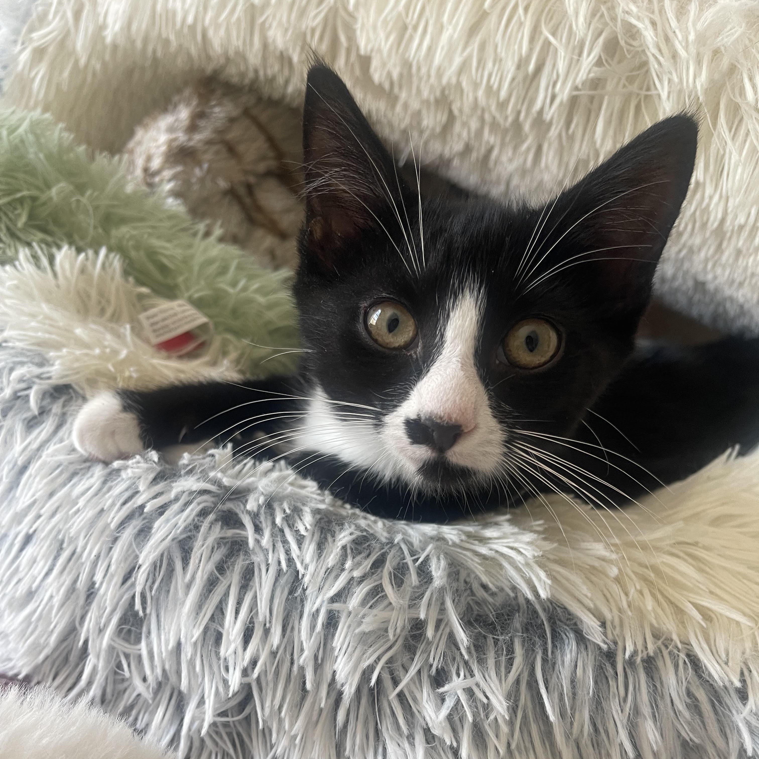 Enlarge Cece, a Adopted American Shorthair in Medford, MA image 2/6