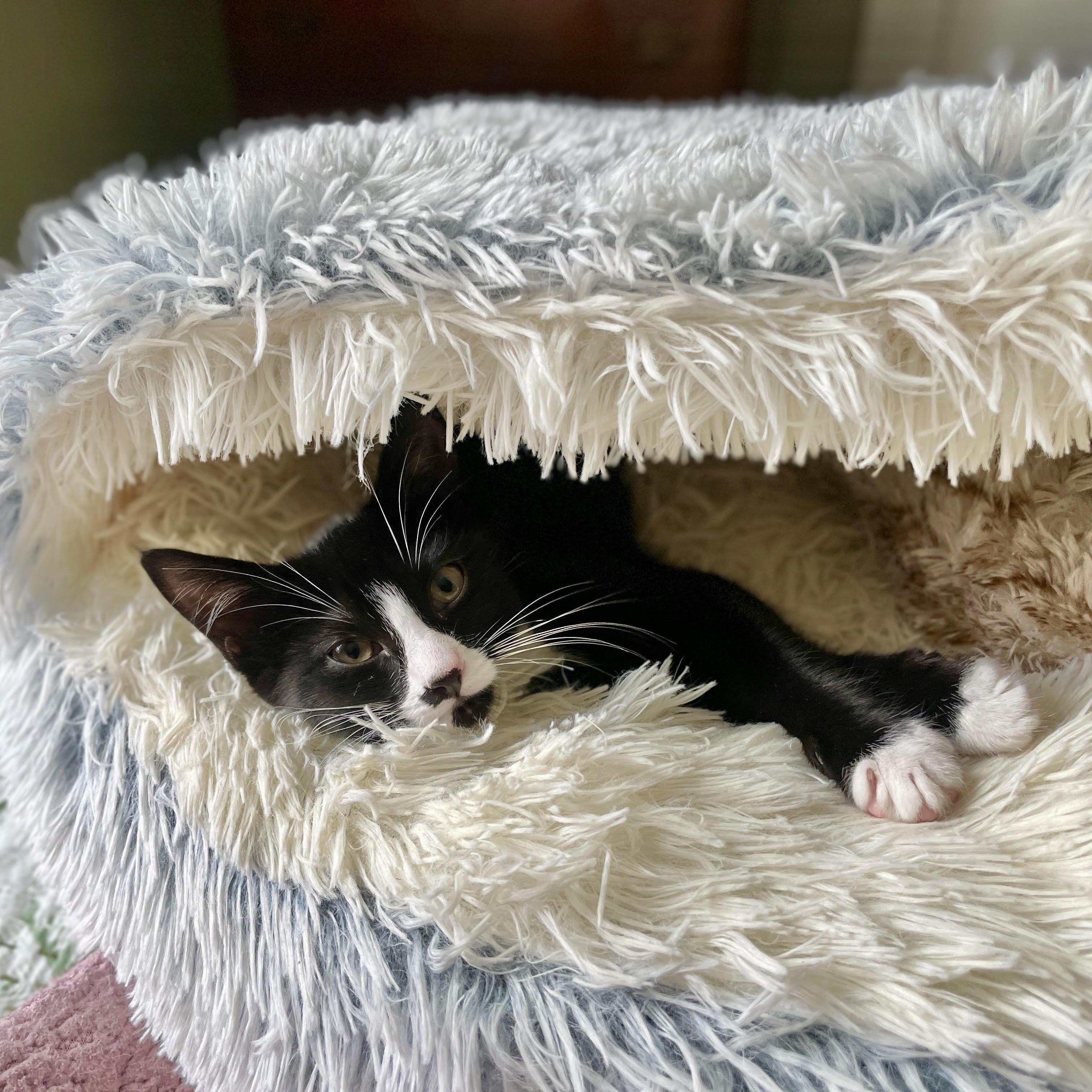 Enlarge Cece, a Adopted American Shorthair in Medford, MA image 6/6