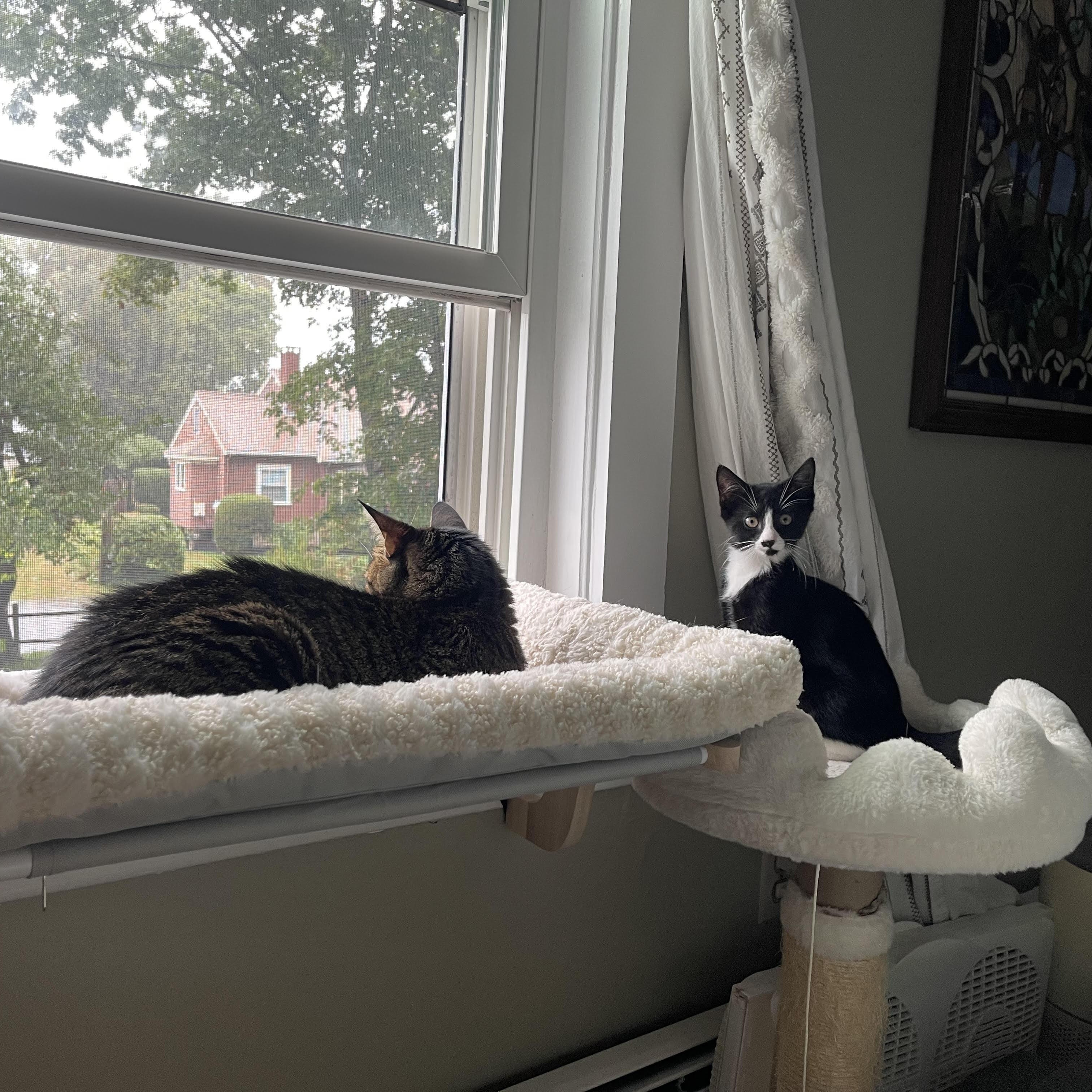 Enlarge Cece, a Adopted American Shorthair in Medford, MA image 5/6