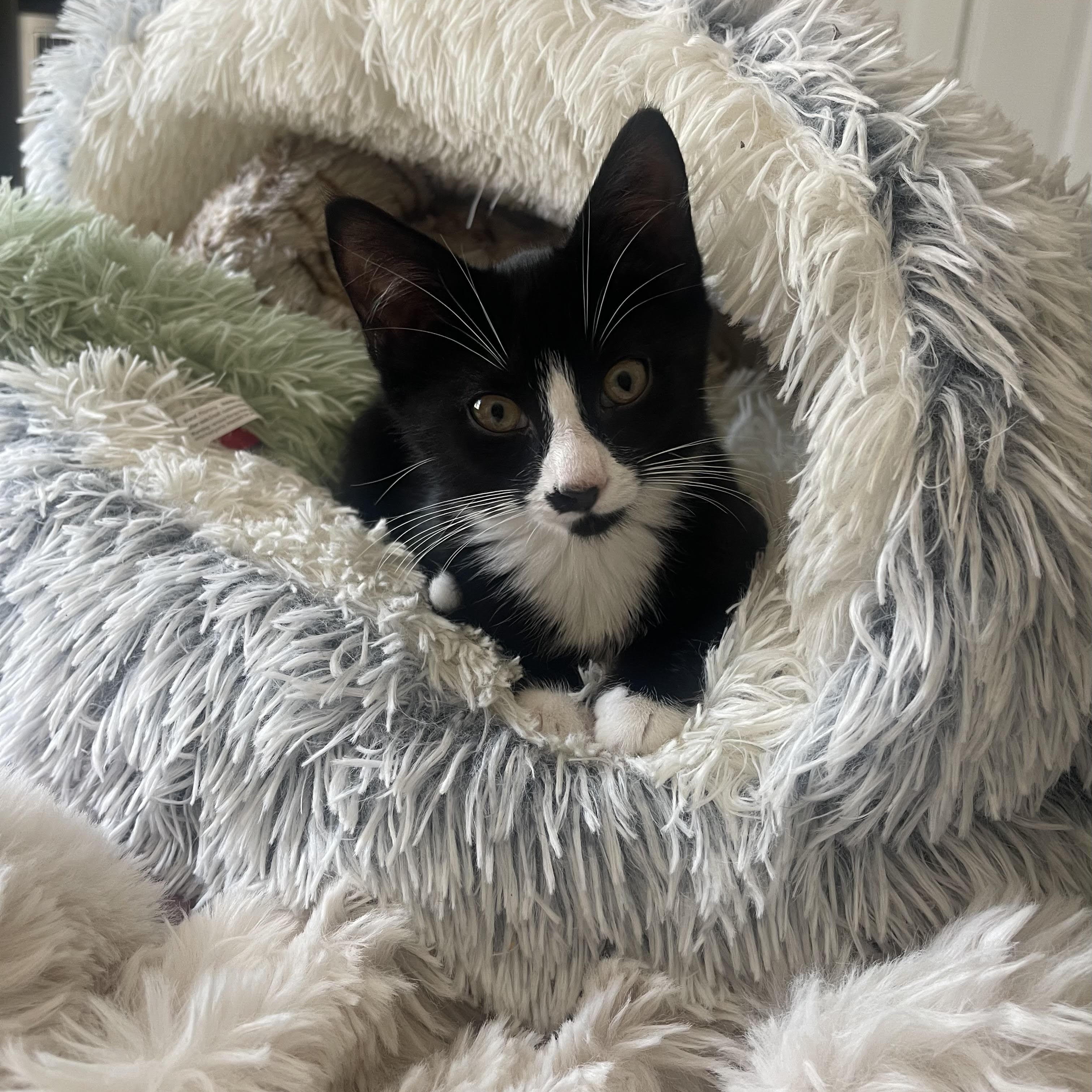 Cece, Adopted, Kitten Female American Shorthair.