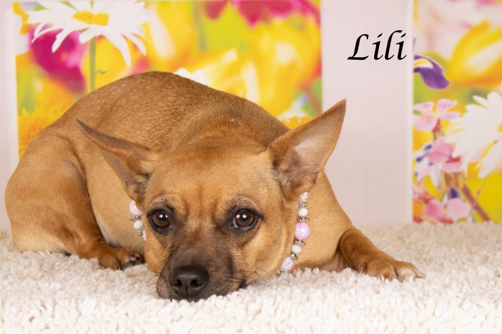Lili, a Adoptable mixed breed in Gilbert, AZ image 2/4