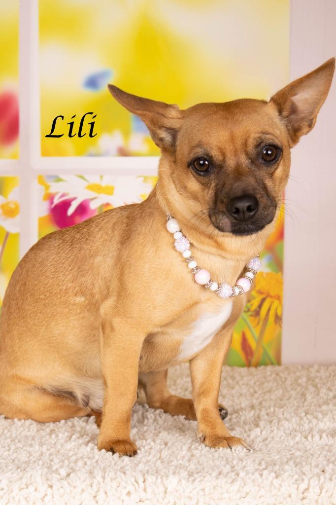 Lili, a Adoptable mixed breed in Gilbert, AZ image 4/4