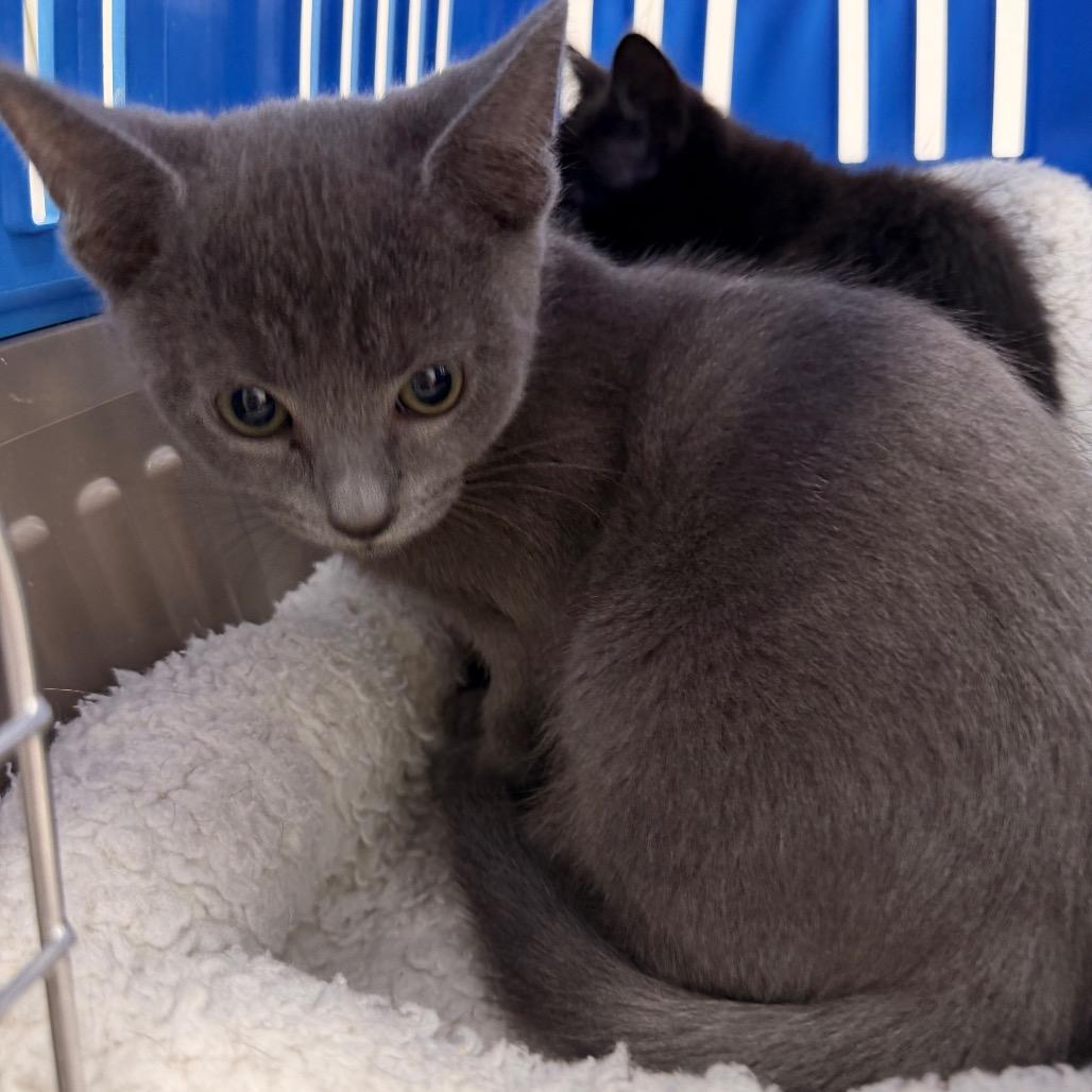 Apollo, Adoptable, Kitten Male Domestic Short Hair.