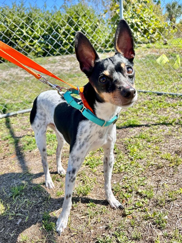 Sir Wiggles, Adoptable, Young Male Rat Terrier & Miniature Pinscher.