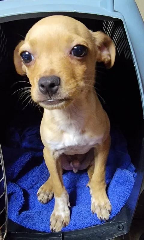 Doyle, an adopted mixed breed in Van Alstyne, TX image 4/4
