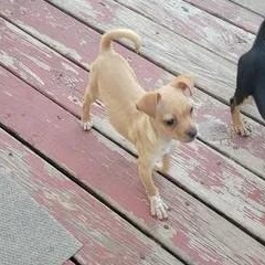 Doyle, adopted, Young Male Chihuahua.