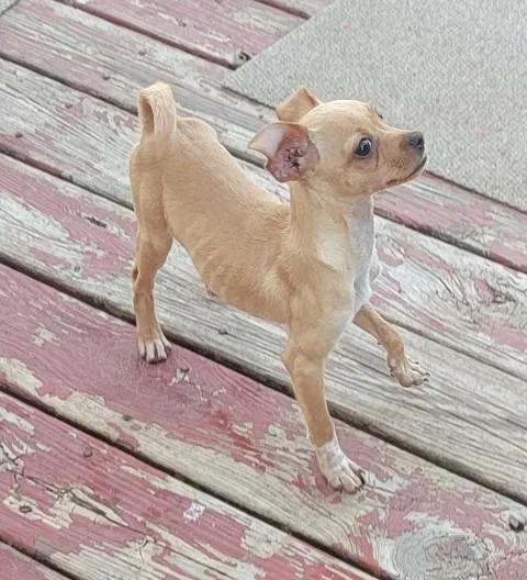 Doyle, an adopted mixed breed in Van Alstyne, TX image 2/4