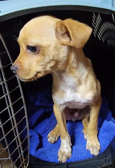 Doyle, an adopted mixed breed in Van Alstyne, TX image 3/4