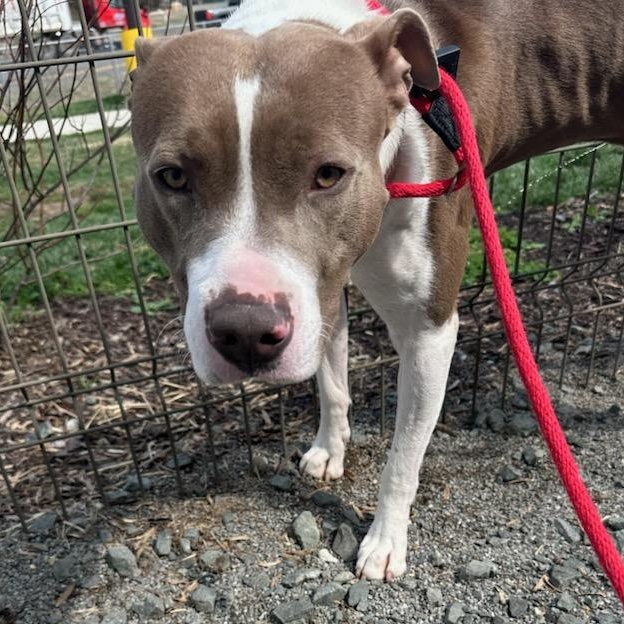 Enlarge Miki (ID 50798/966), a hold American Staffordshire Terrier in Manassas, VA image 3/3