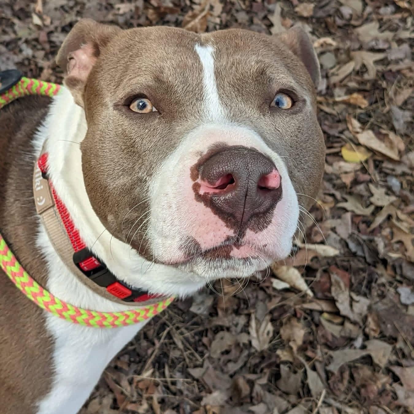 Enlarge Miki (ID 50798/966), a hold American Staffordshire Terrier in Manassas, VA image 1/3