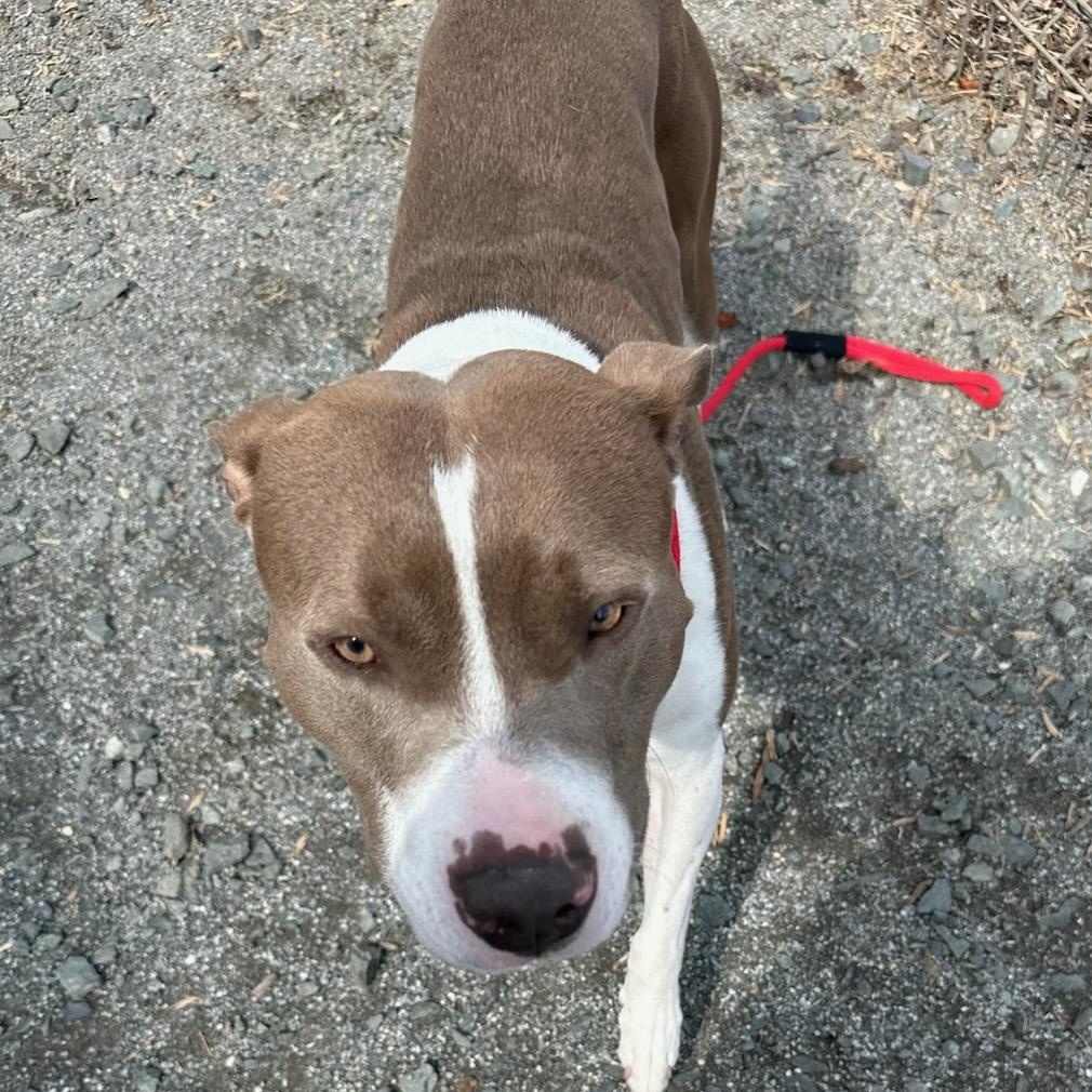 Enlarge Miki (ID 50798/966), a hold American Staffordshire Terrier in Manassas, VA image 2/3