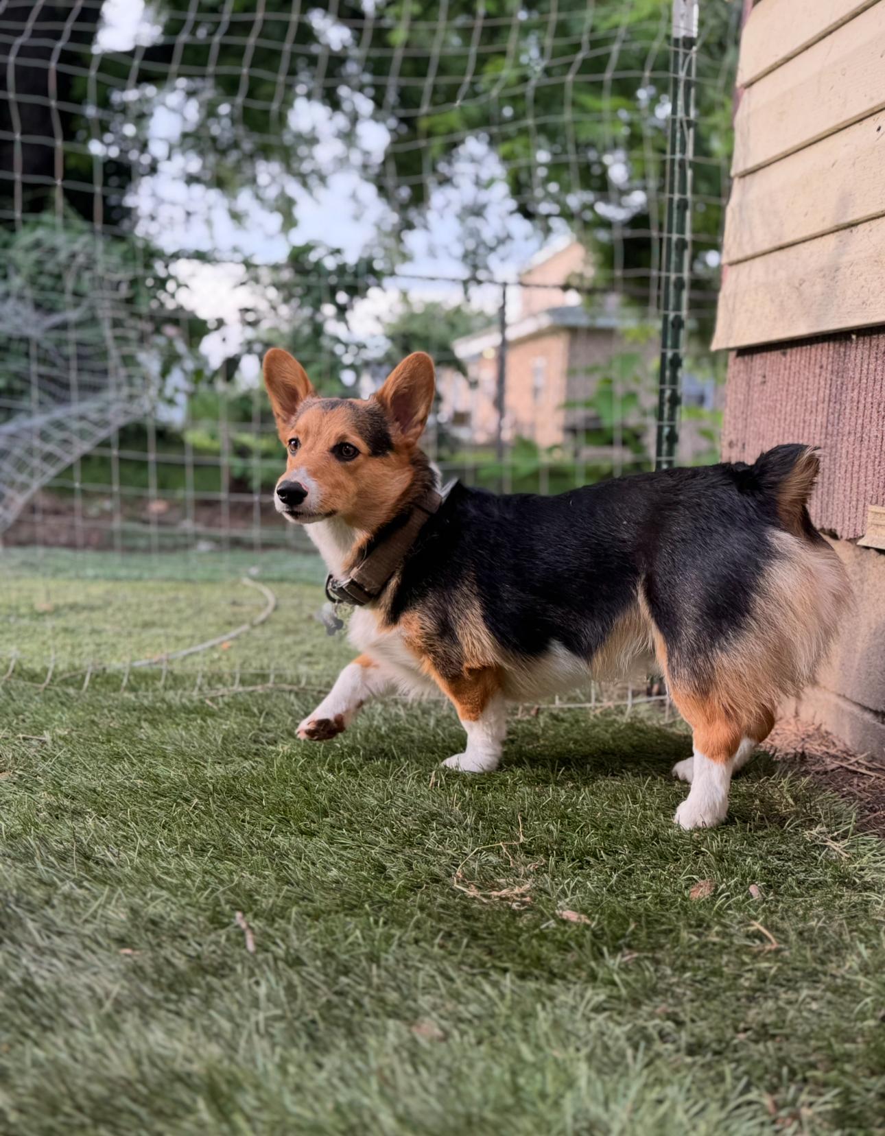 Henry! Sweet Corgi Butt! thumbnail 2