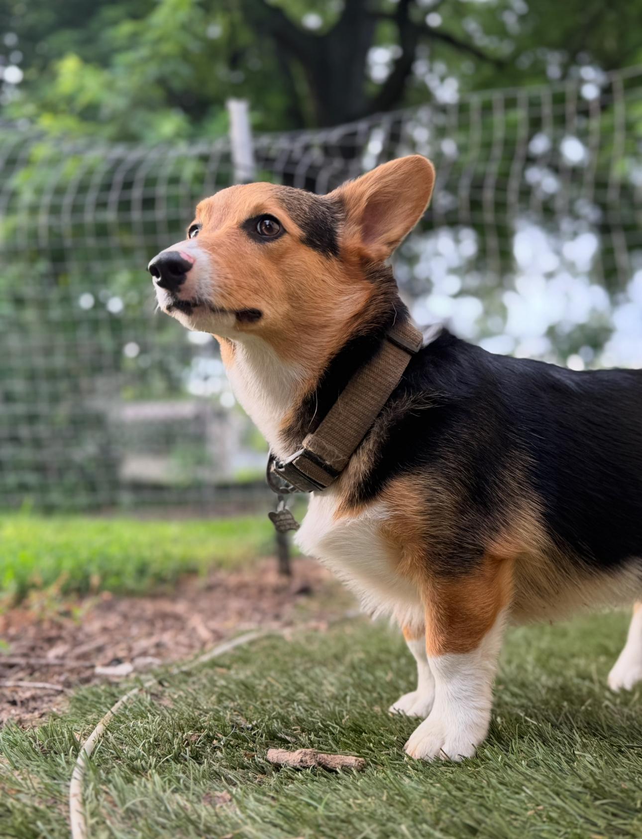 Henry! Sweet Corgi Butt! thumbnail 3