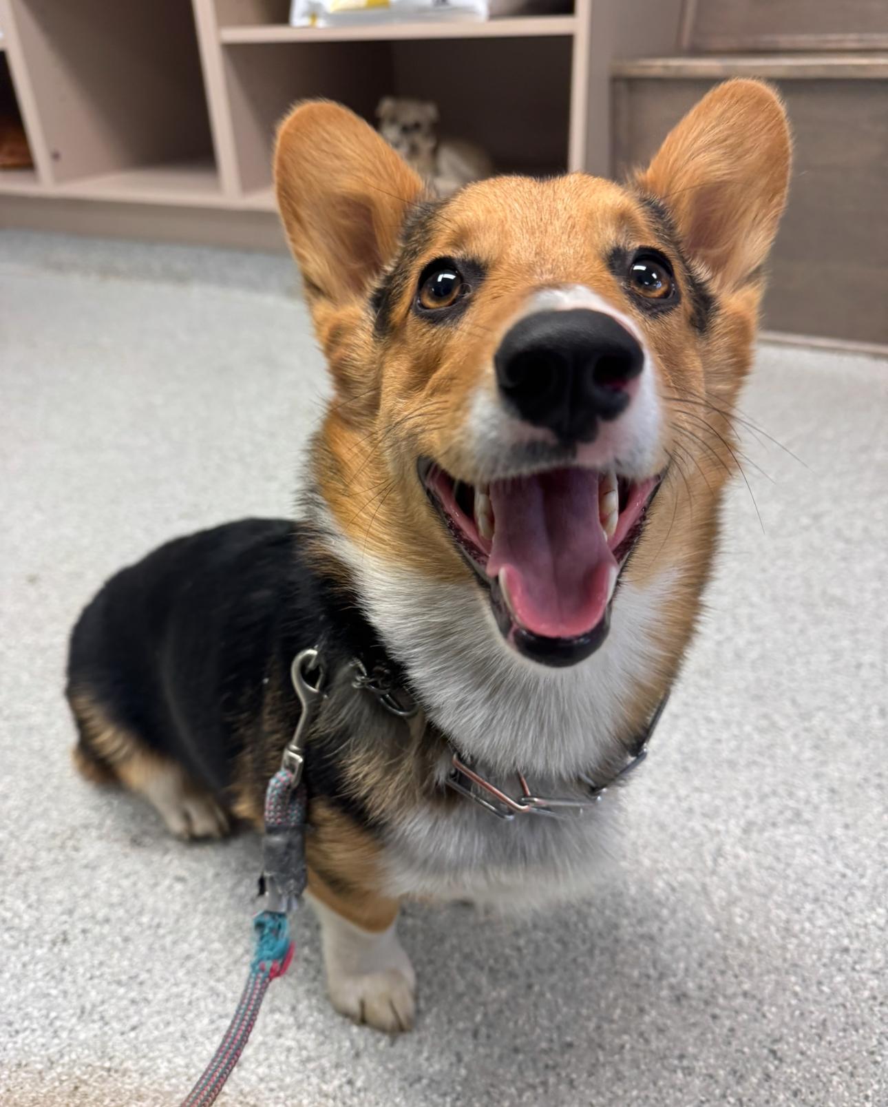 Henry! Sweet Corgi Butt! thumbnail 4