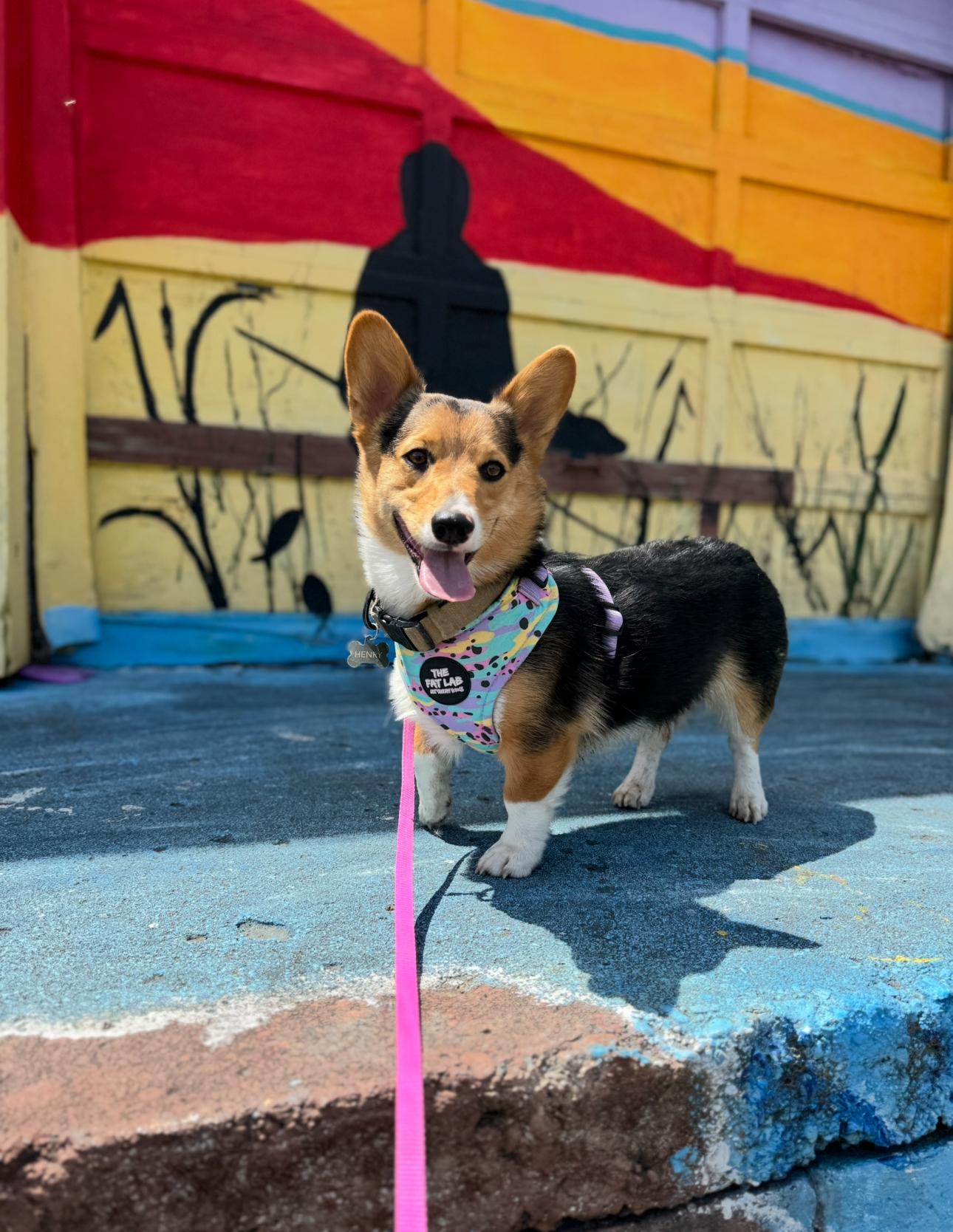 Henry! Sweet Corgi Butt! thumbnail 5