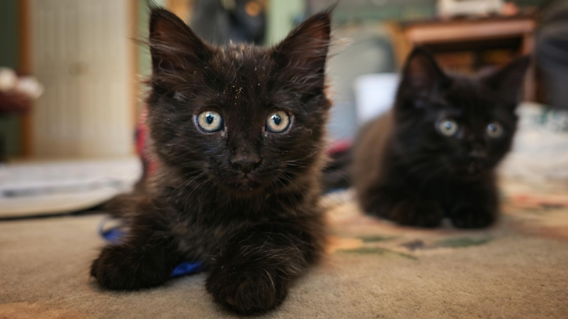 Enlarge Percy, a Adopted Domestic Medium Hair in Twin Falls, ID image 1/5