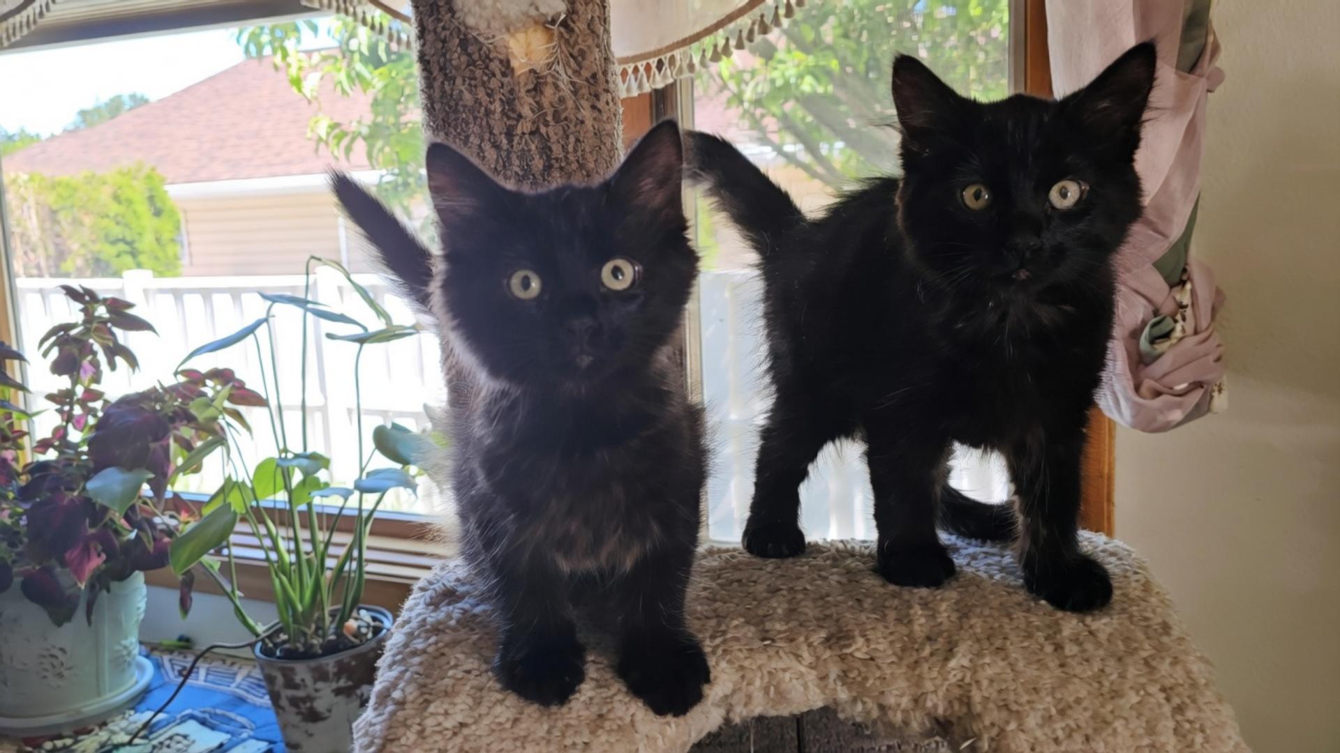 Enlarge Percy, a Adopted Domestic Medium Hair in Twin Falls, ID image 2/5