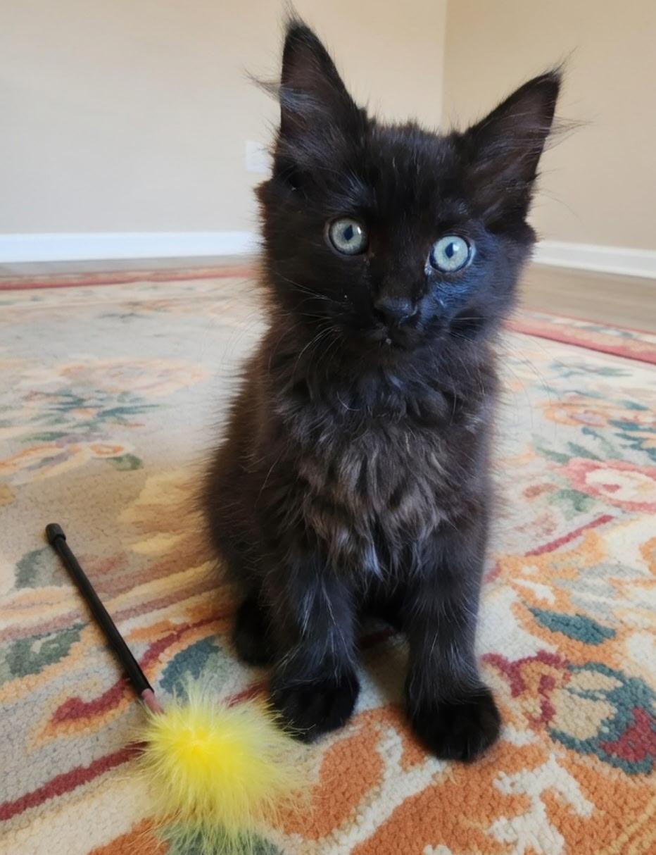 Enlarge Percy, a Adopted Domestic Medium Hair in Twin Falls, ID image 3/5