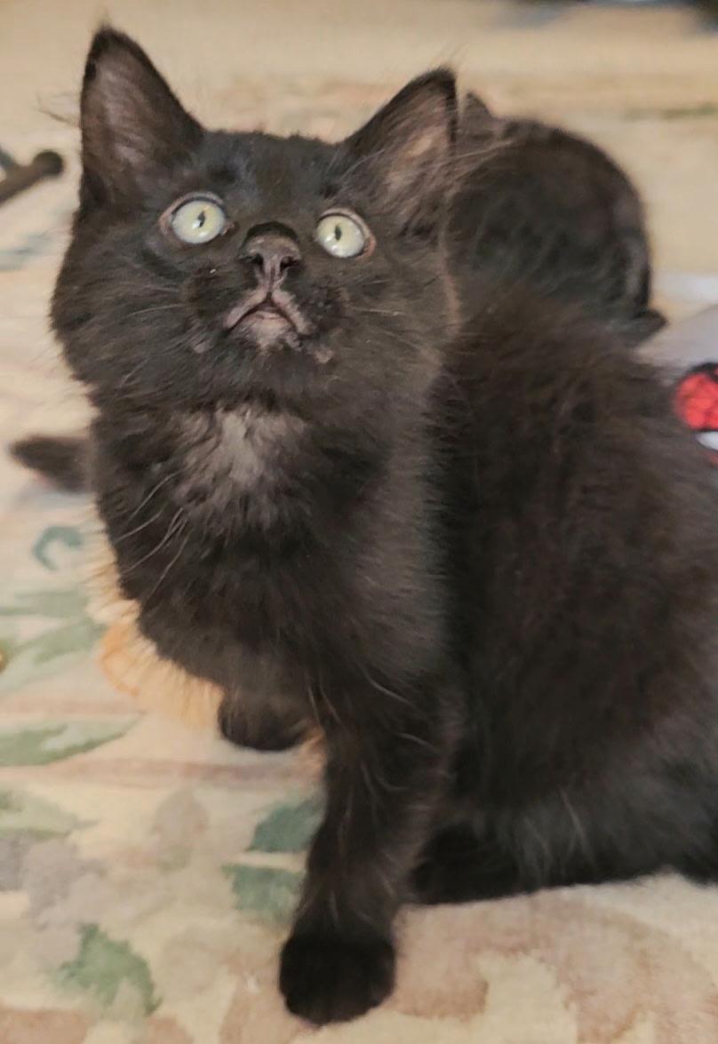 Enlarge Percy, a Adopted Domestic Medium Hair in Twin Falls, ID image 5/5