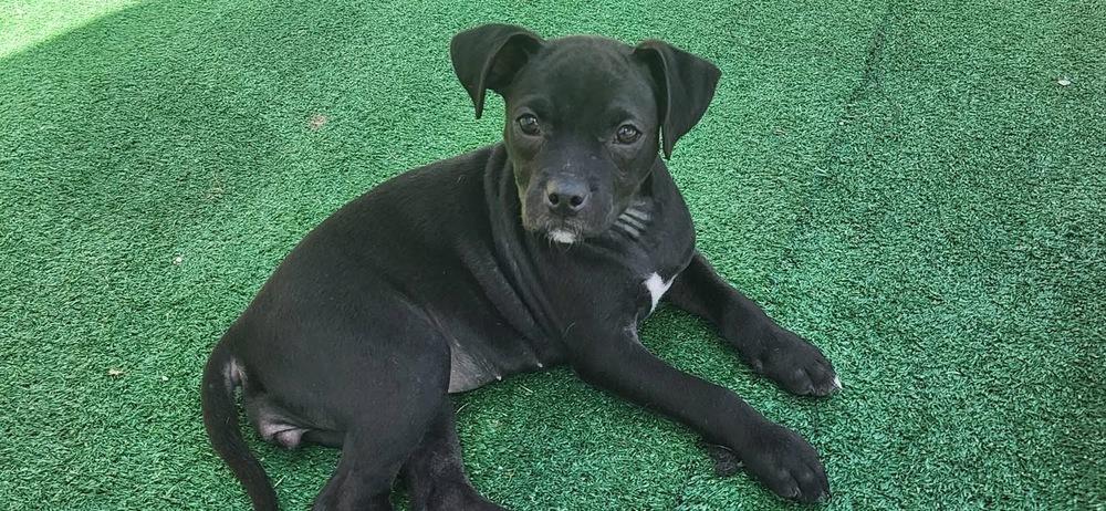Gale, Adoptable, Puppy Female Chihuahua & Terrier.