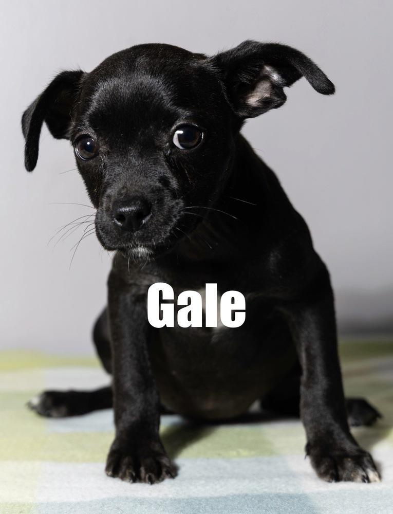 Enlarge Gale, a Adoptable mixed breed in Irwin, PA image 2/6