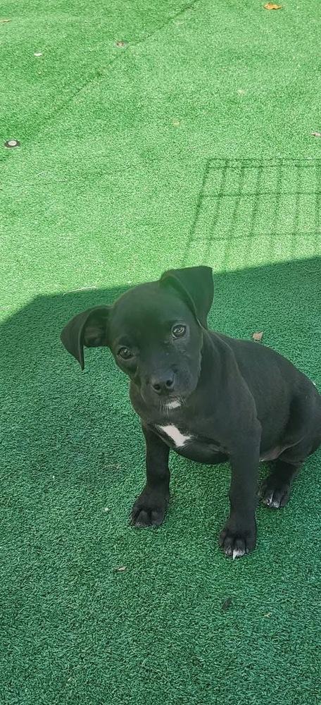 Enlarge Gale, a Adoptable mixed breed in Irwin, PA image 3/6