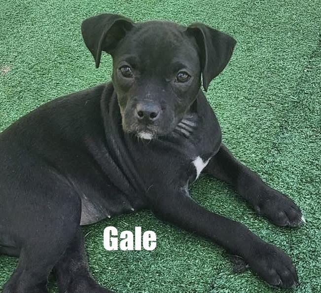 Enlarge Gale, a Adoptable mixed breed in Irwin, PA image 4/6