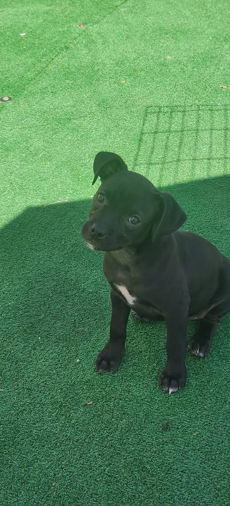 Enlarge Gale, a Adoptable mixed breed in Irwin, PA image 5/6