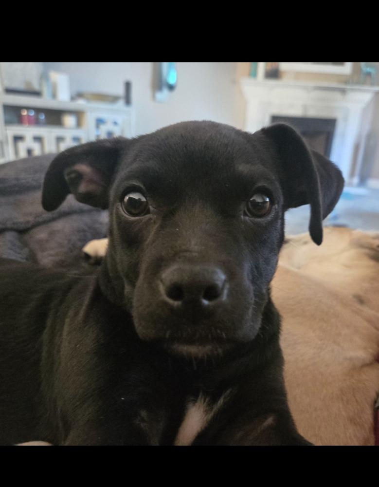 Enlarge Gale, a Adoptable mixed breed in Irwin, PA image 5/6