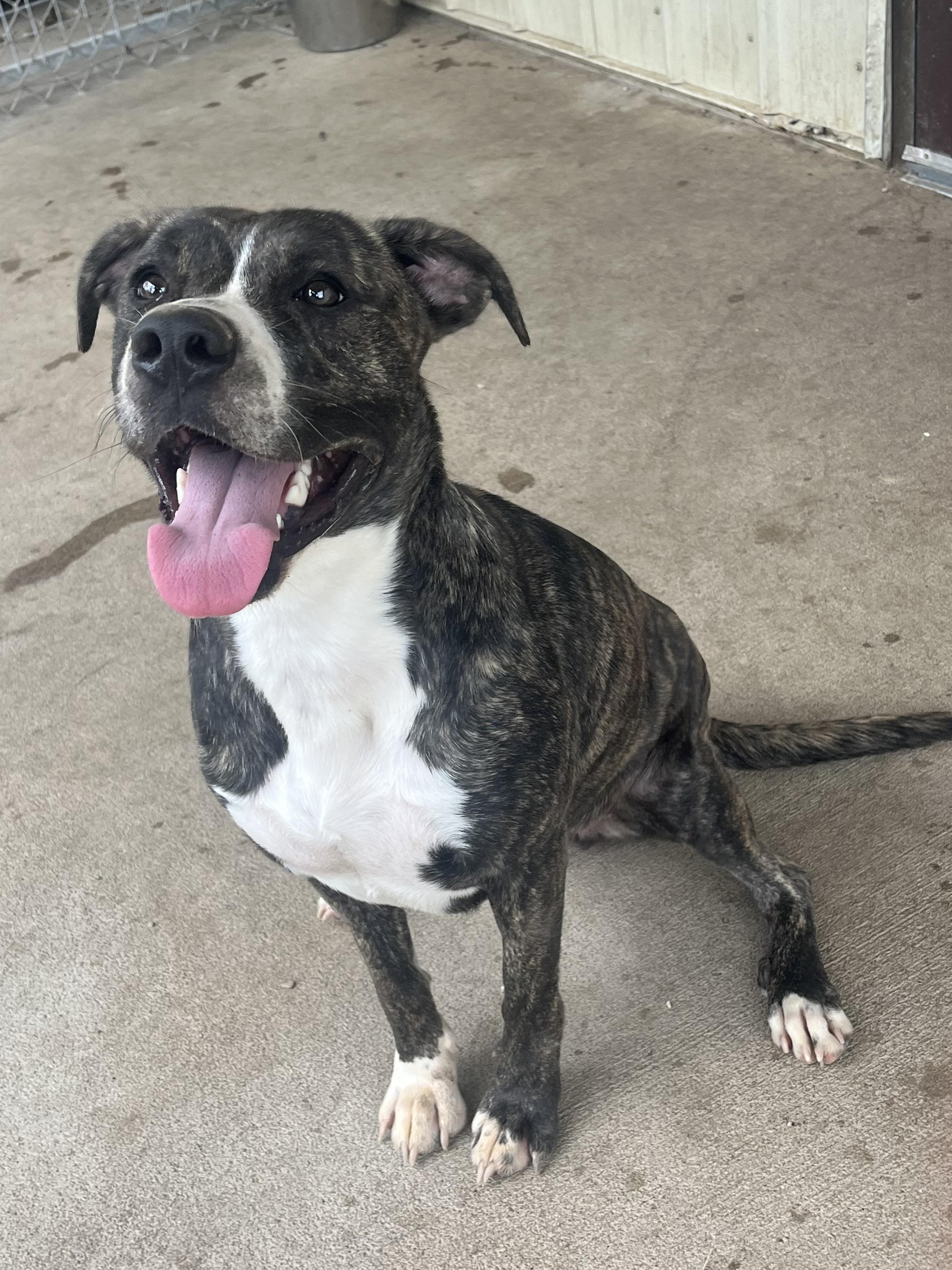 Enlarge Dorothy, a ADOPTABLE mixed breed in Pomeroy, OH image 1/1