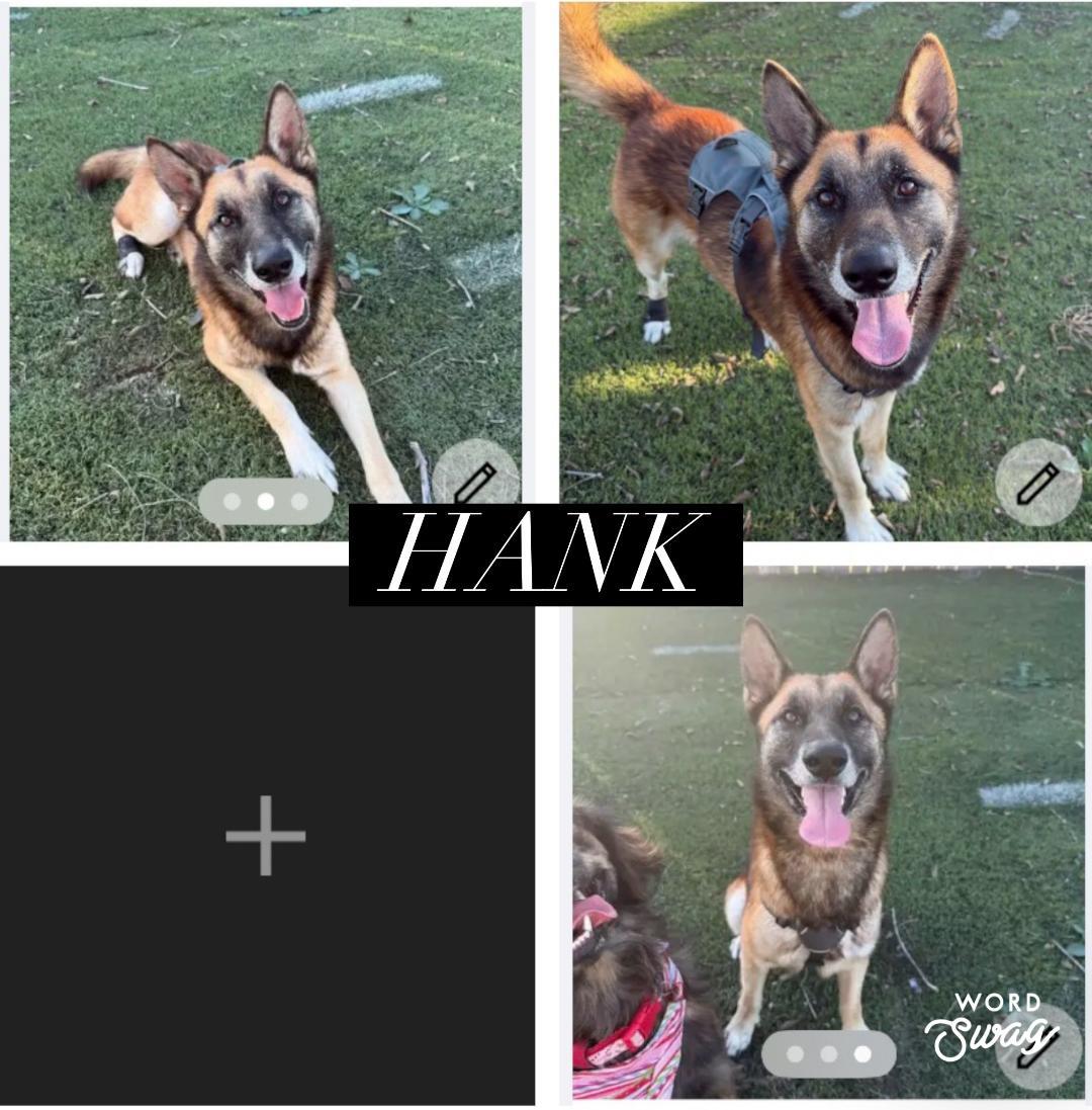 Hank, ADOPTABLE, Adult Male Belgian Shepherd / Malinois & German Shepherd Dog.