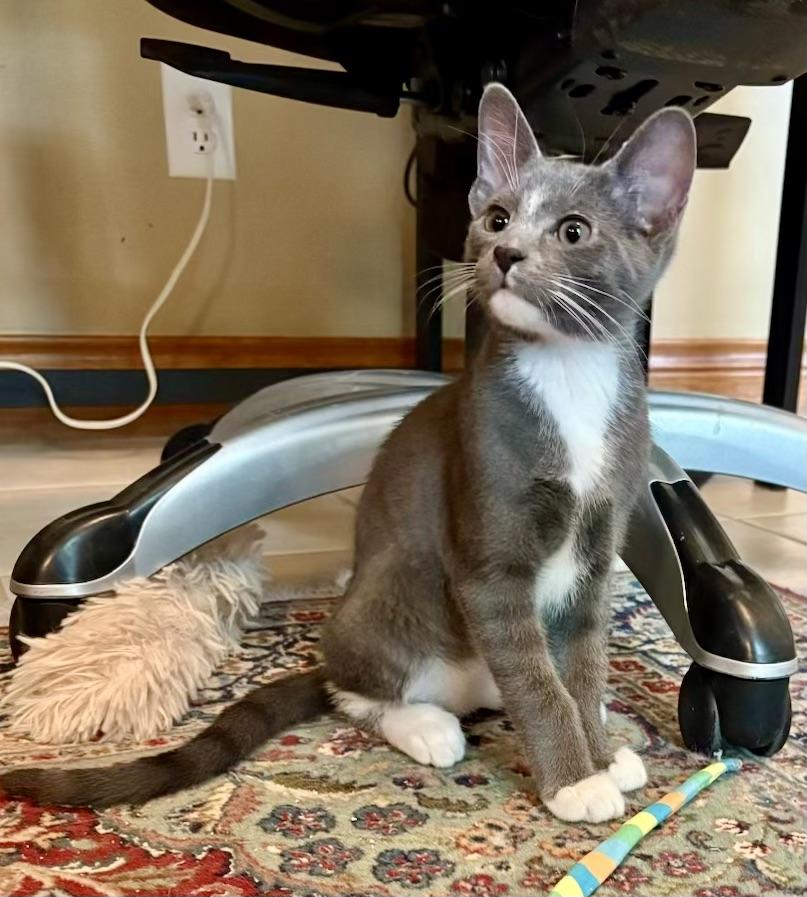 Oscar - Kuykendahl, Adopted, Kitten Male Domestic Short Hair.