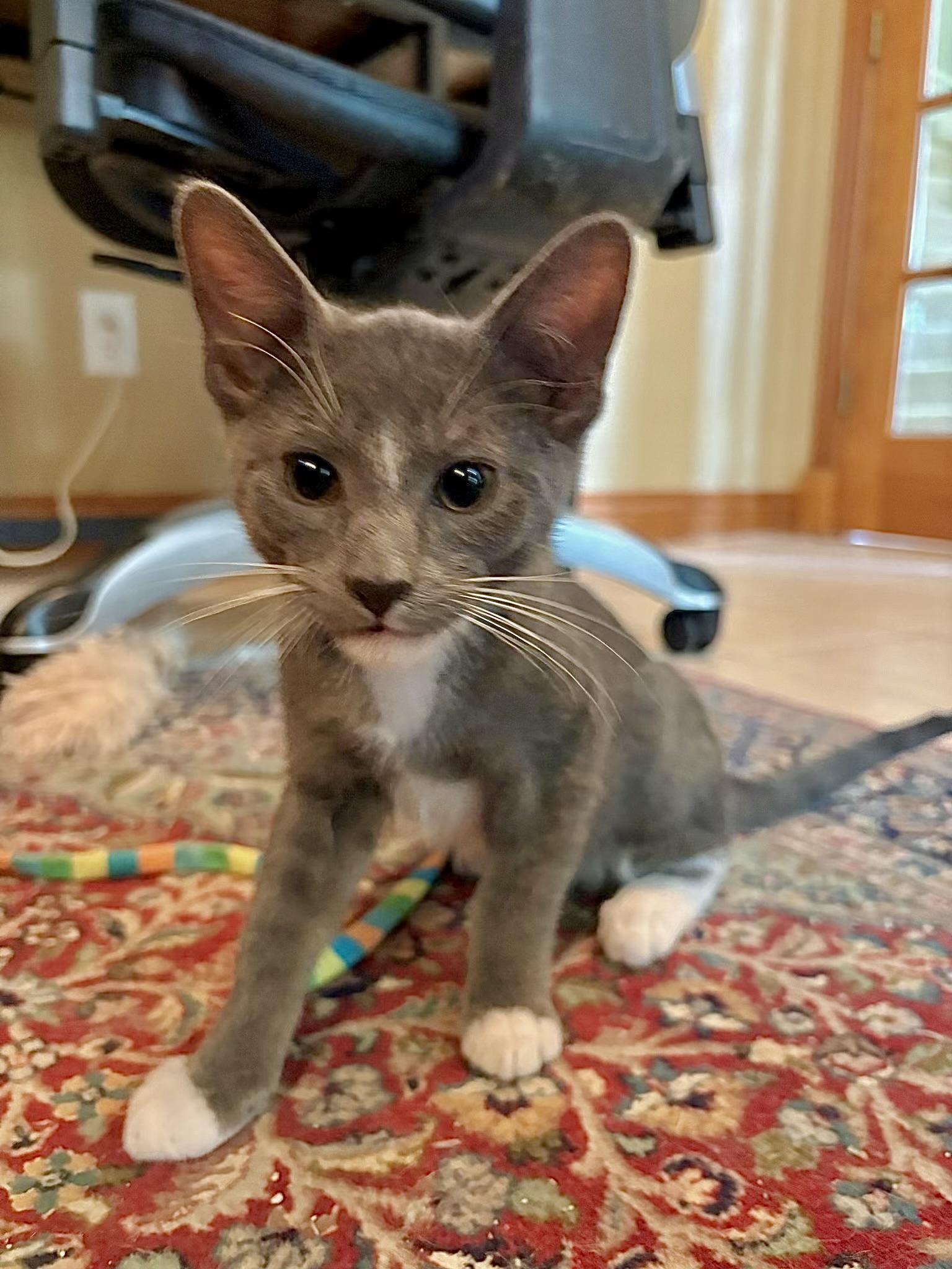 Enlarge Oscar - Kuykendahl, a Adopted Domestic Short Hair in Spring, TX image 2/2