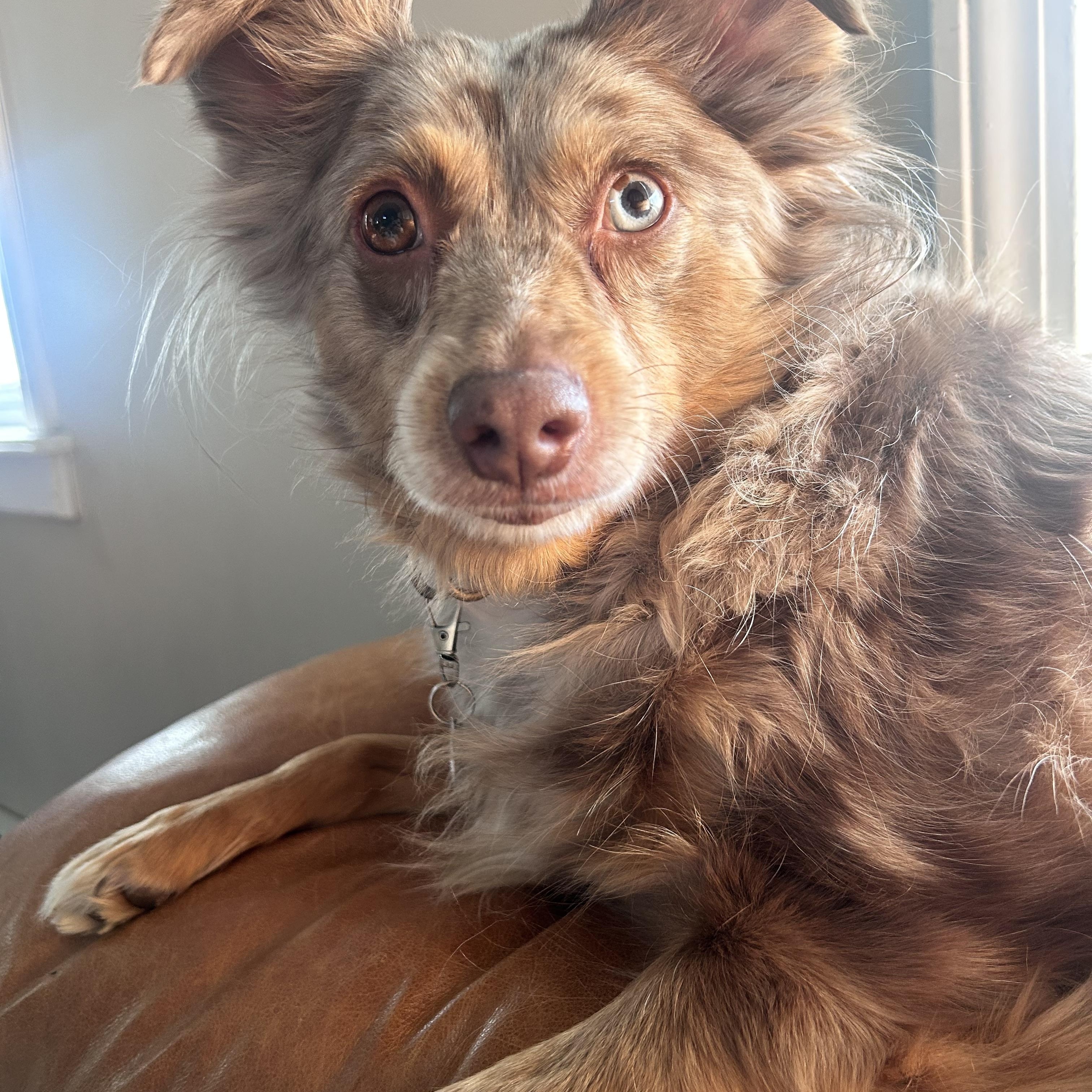 Enlarge Tilly , a ADOPTABLE Australian Shepherd in Billerica, MA image 2/5