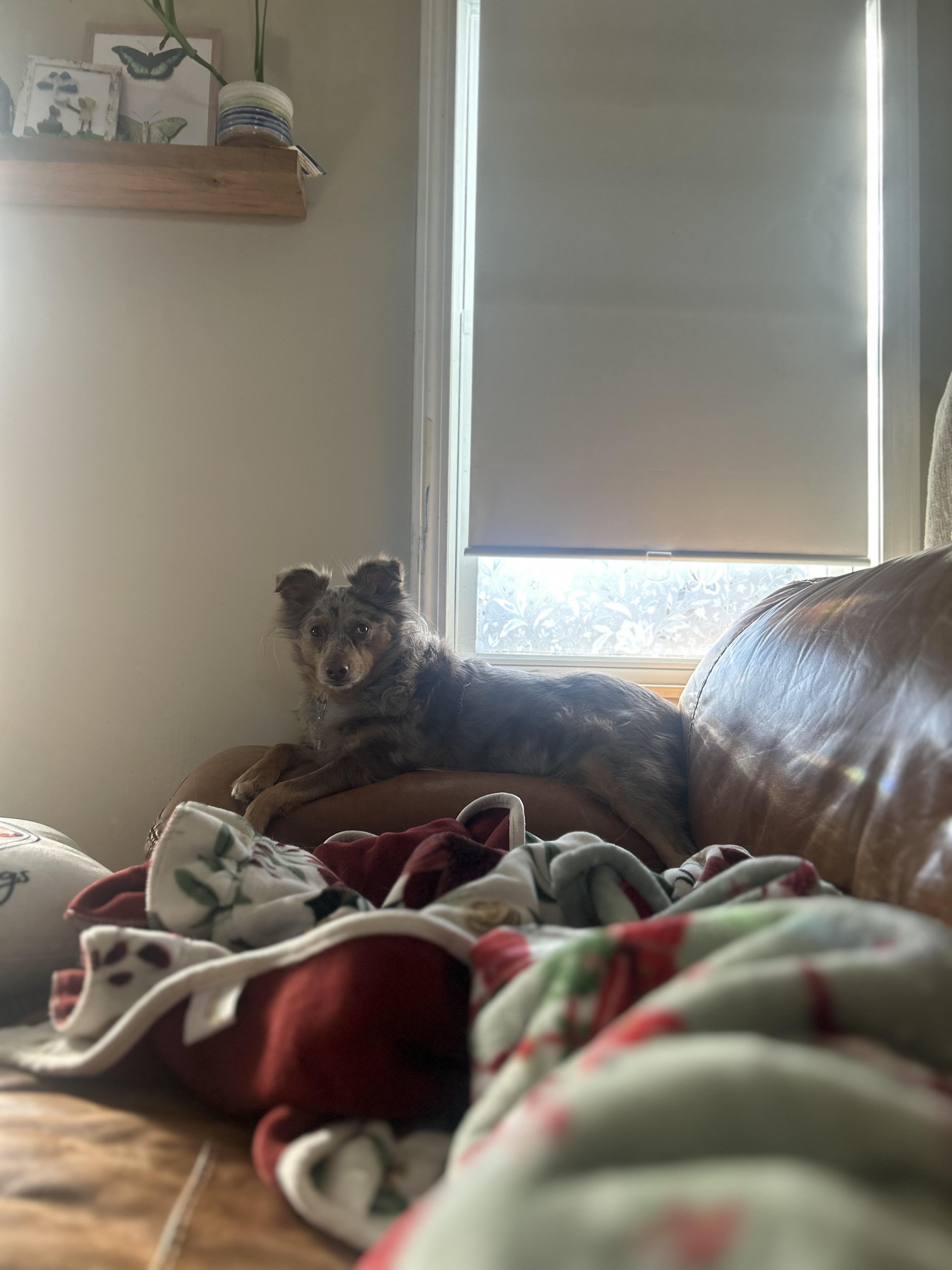 Enlarge Tilly , a ADOPTABLE Australian Shepherd in Billerica, MA image 5/5