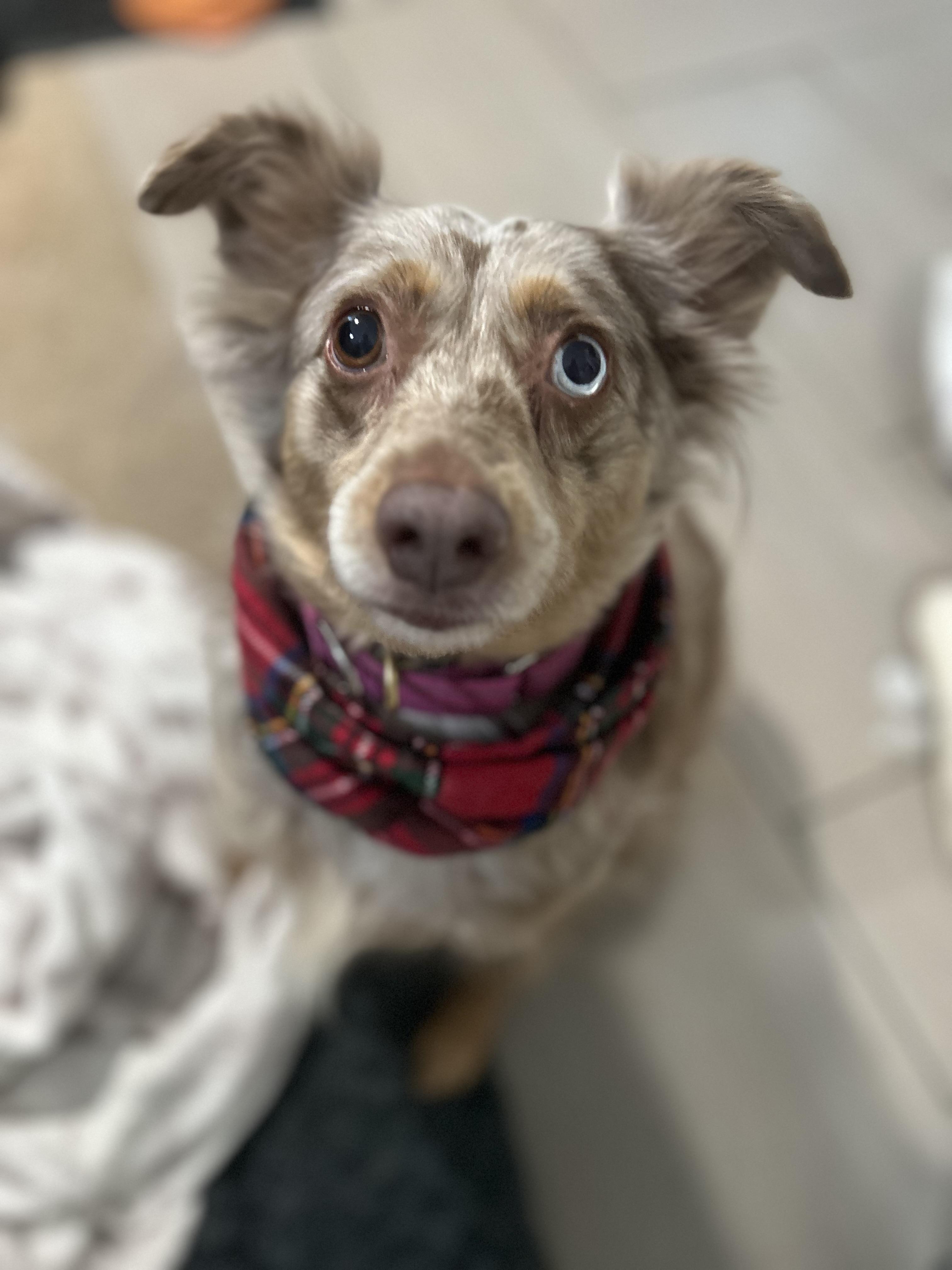 Tilly , ADOPTABLE, Adult Female Australian Shepherd.