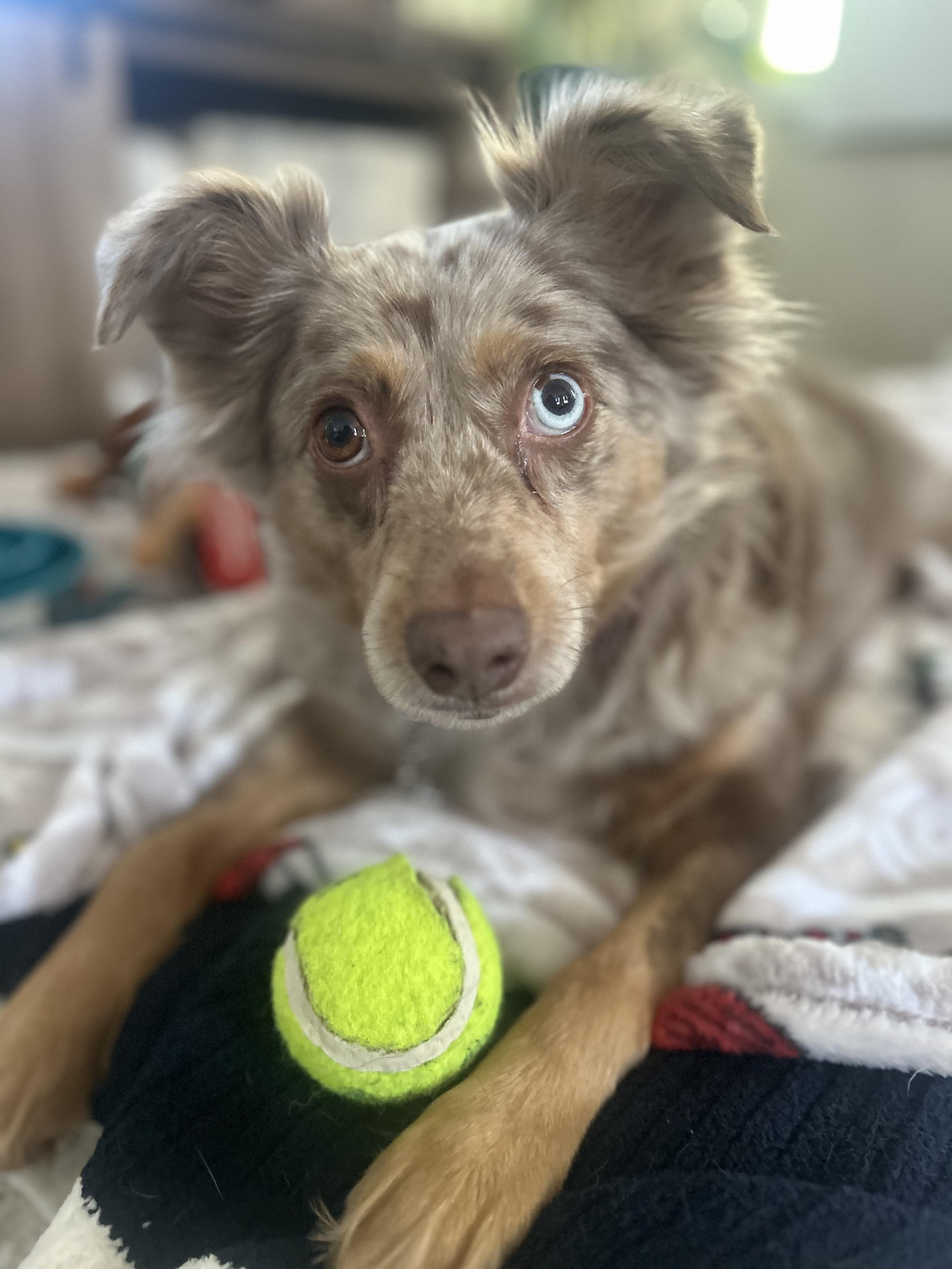 Enlarge Tilly , a ADOPTABLE Australian Shepherd in Billerica, MA image 3/5