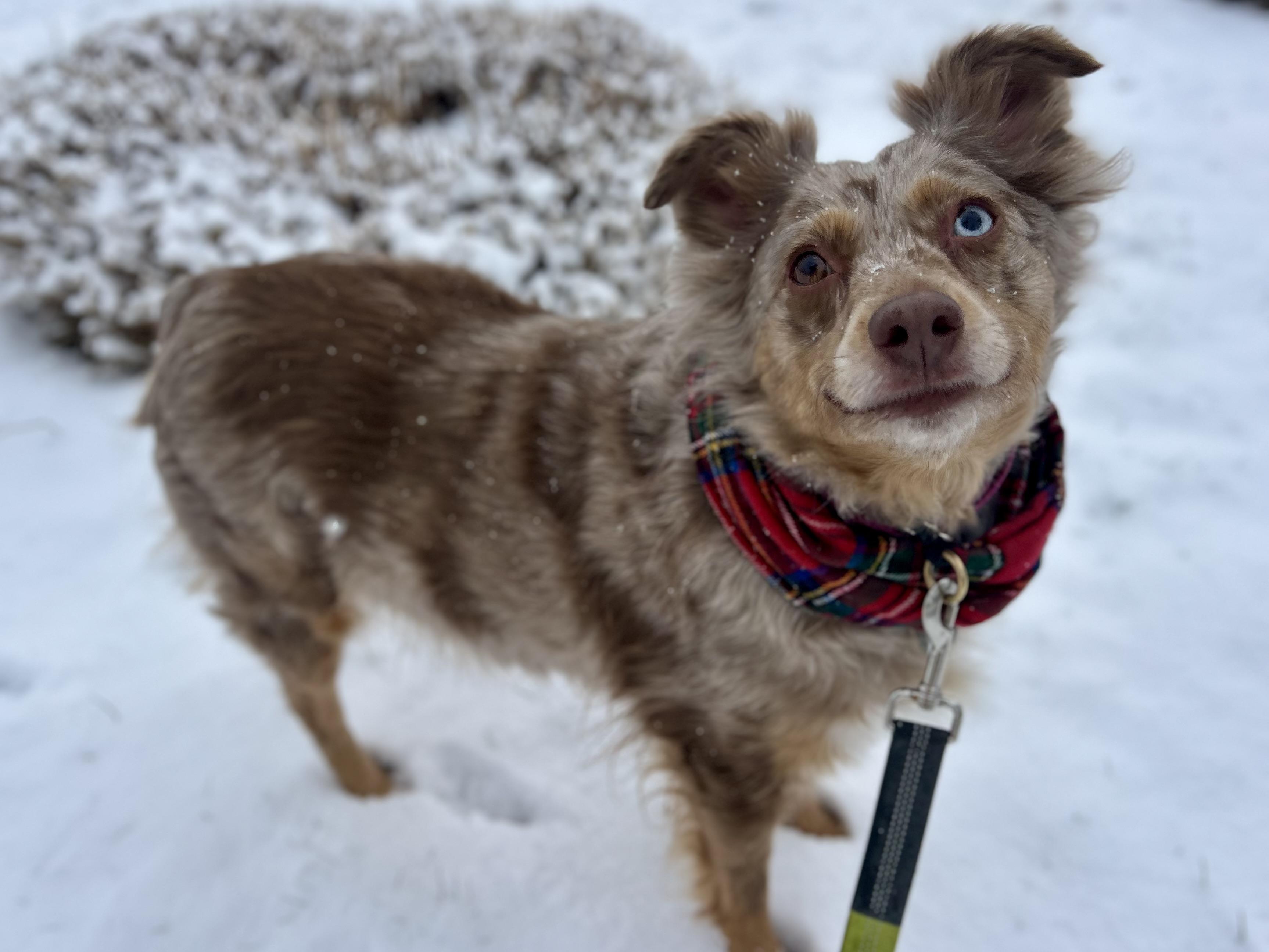 Enlarge Tilly , a ADOPTABLE Australian Shepherd in Billerica, MA image 4/5