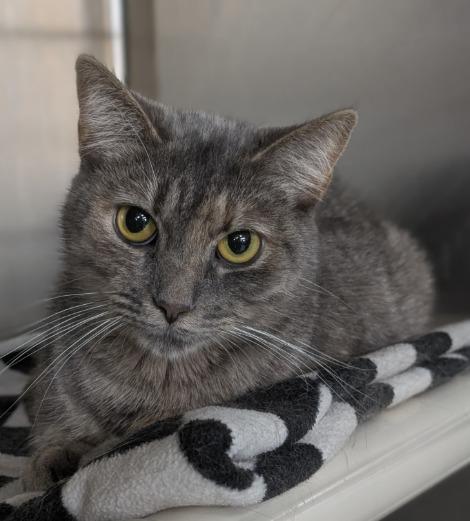Enlarge SHADIE, a Adoptable mixed breed in Battle Creek, MI image 1/1
