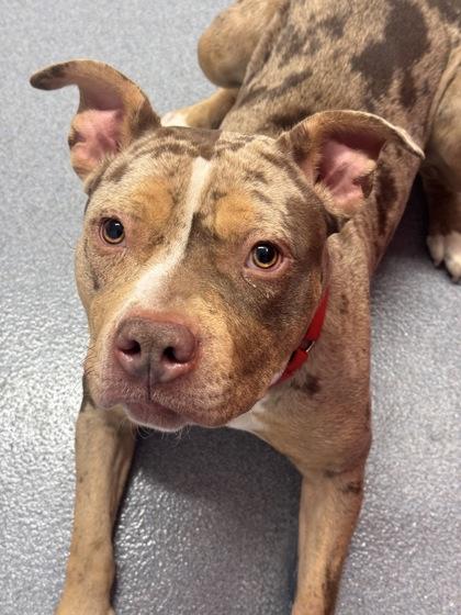 Reese — thumbnail 2