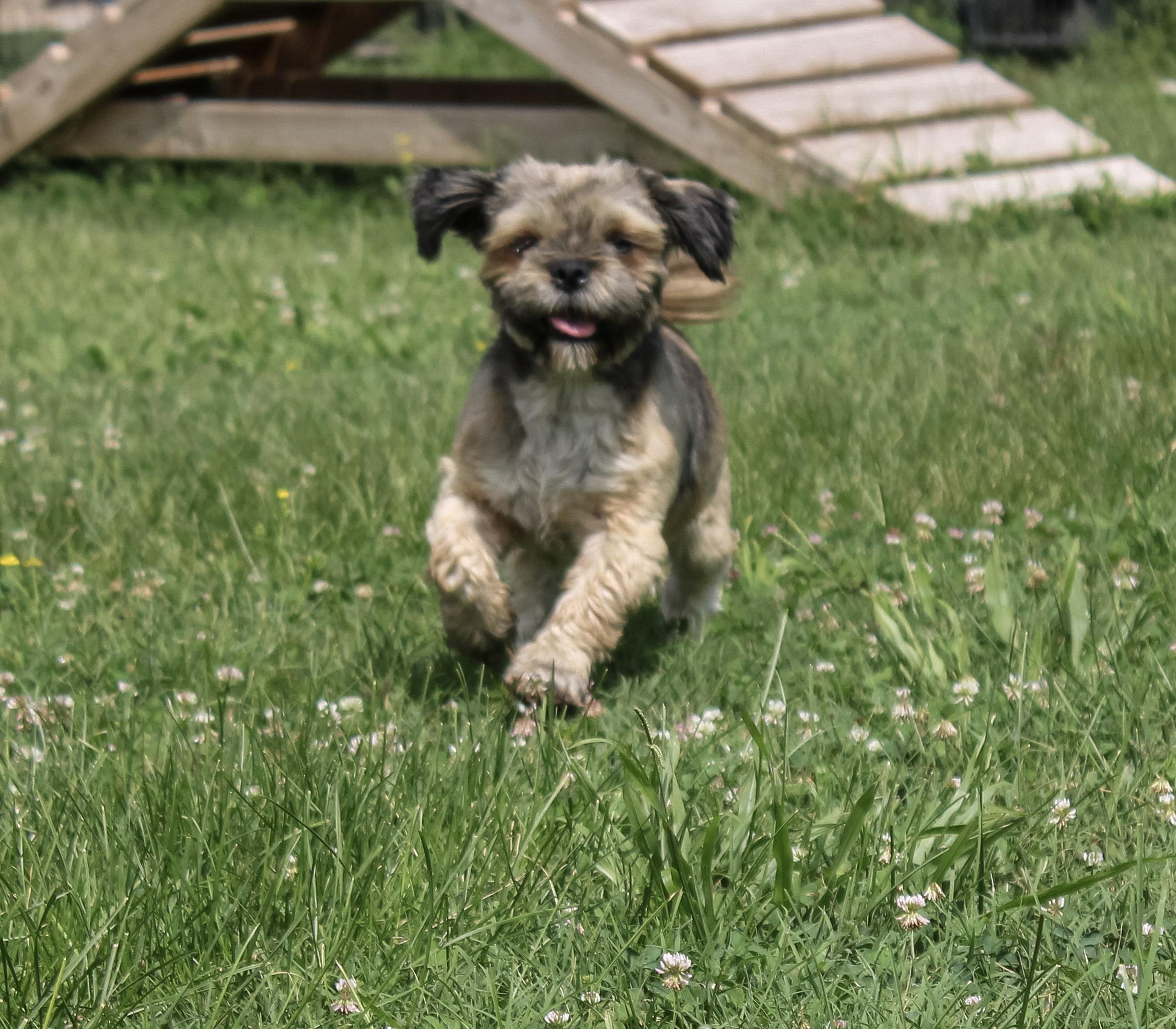 Rowena, ADOPTABLE, Adult Female Lhasa Apso.
