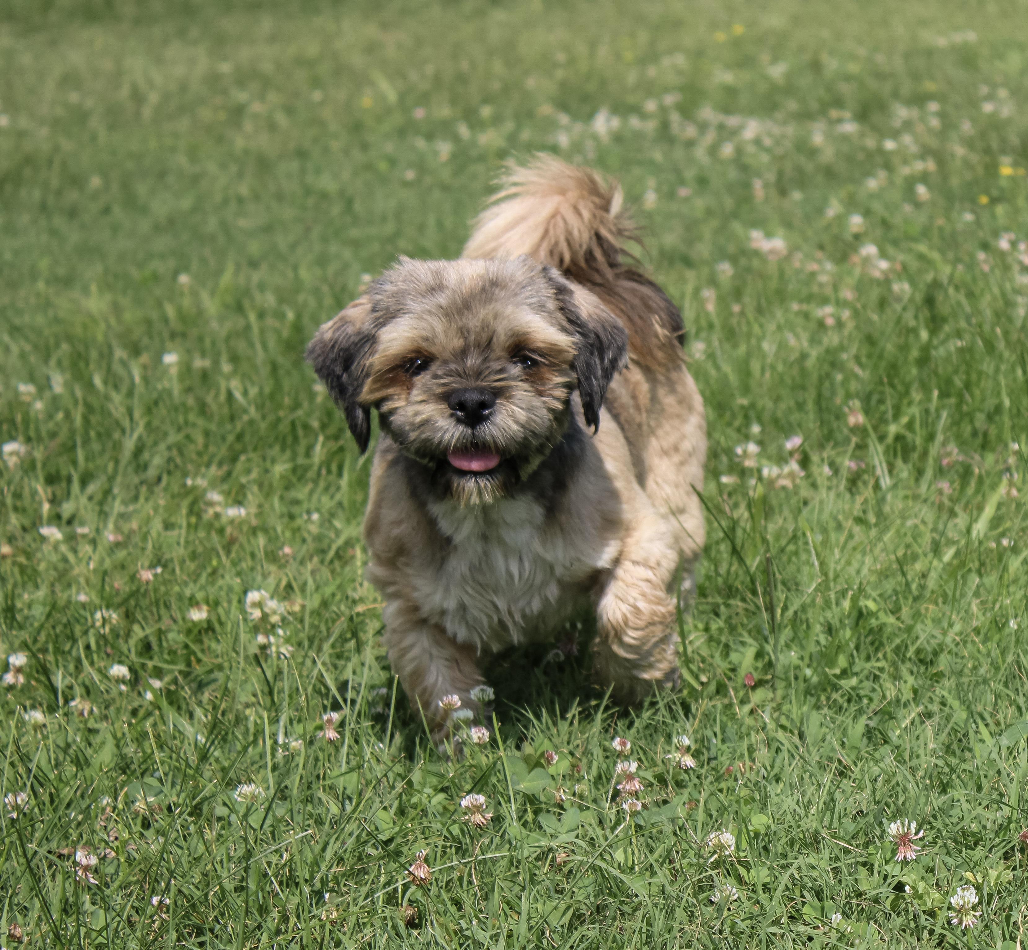 Rowena, a ADOPTABLE Lhasa Apso in Neosho, MO image 3/3