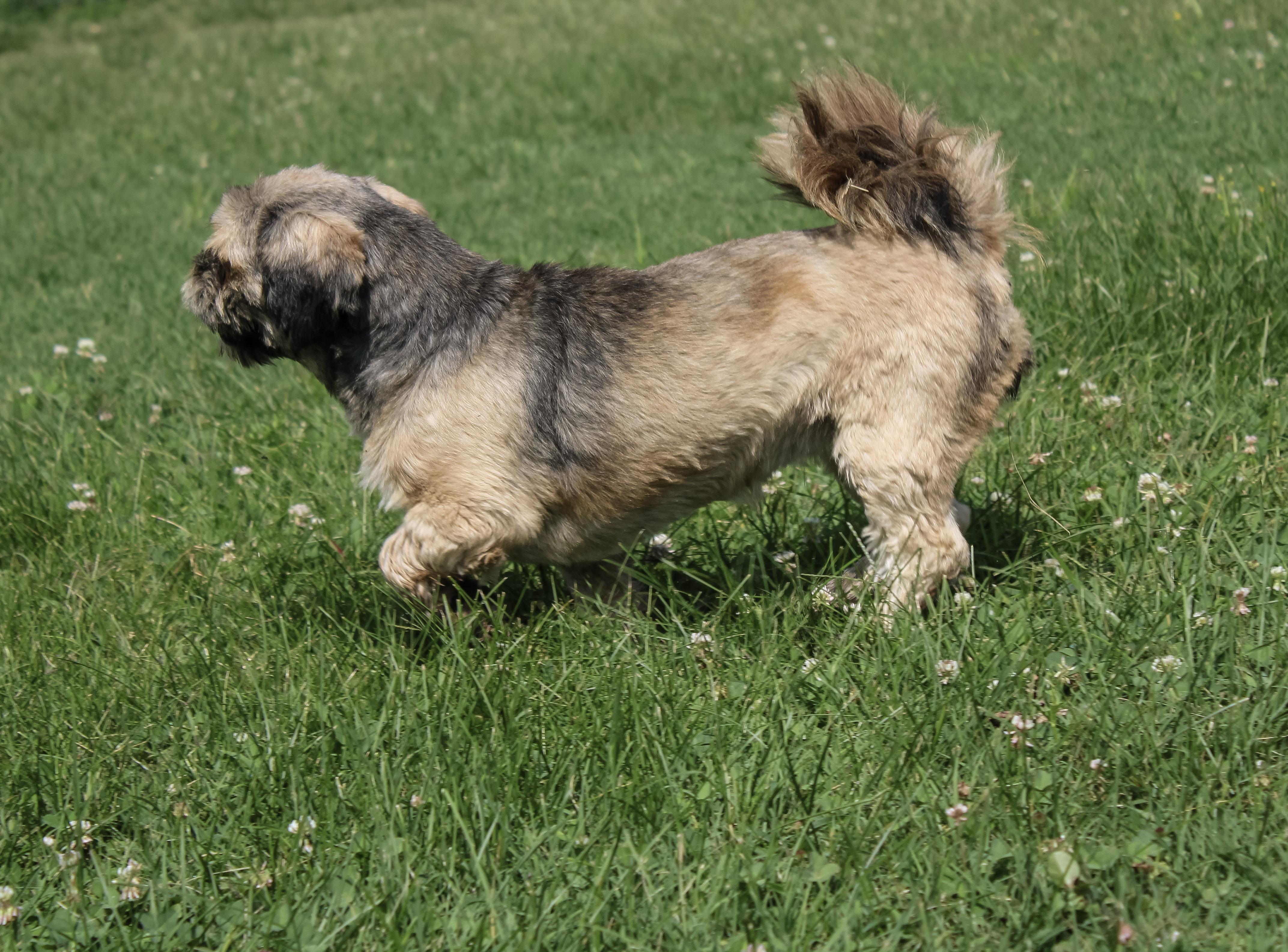 Rowena, a ADOPTABLE Lhasa Apso in Neosho, MO image 2/3