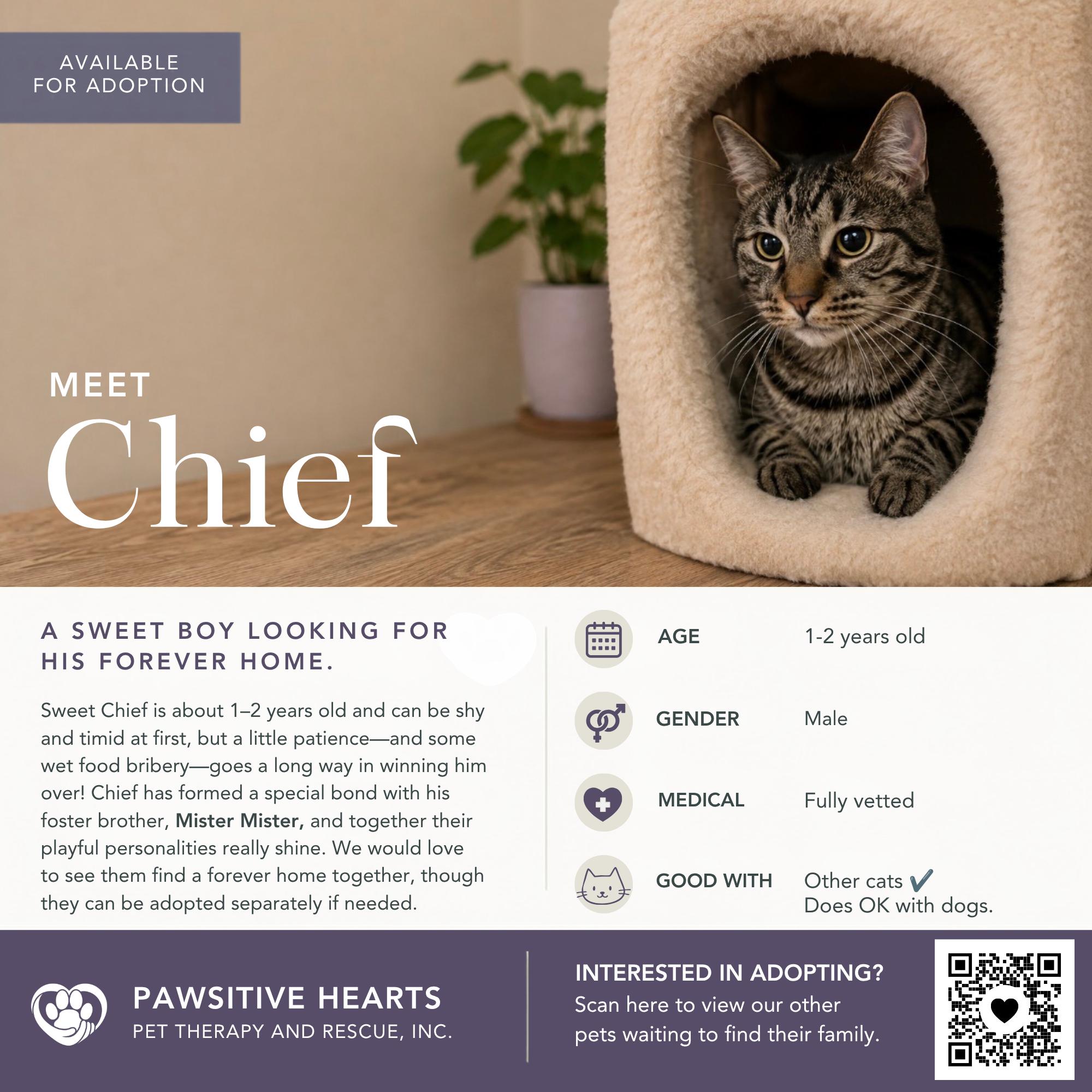 Enlarge Chief, a Adoptable Domestic Short Hair in Kenhorst, PA image 1/1