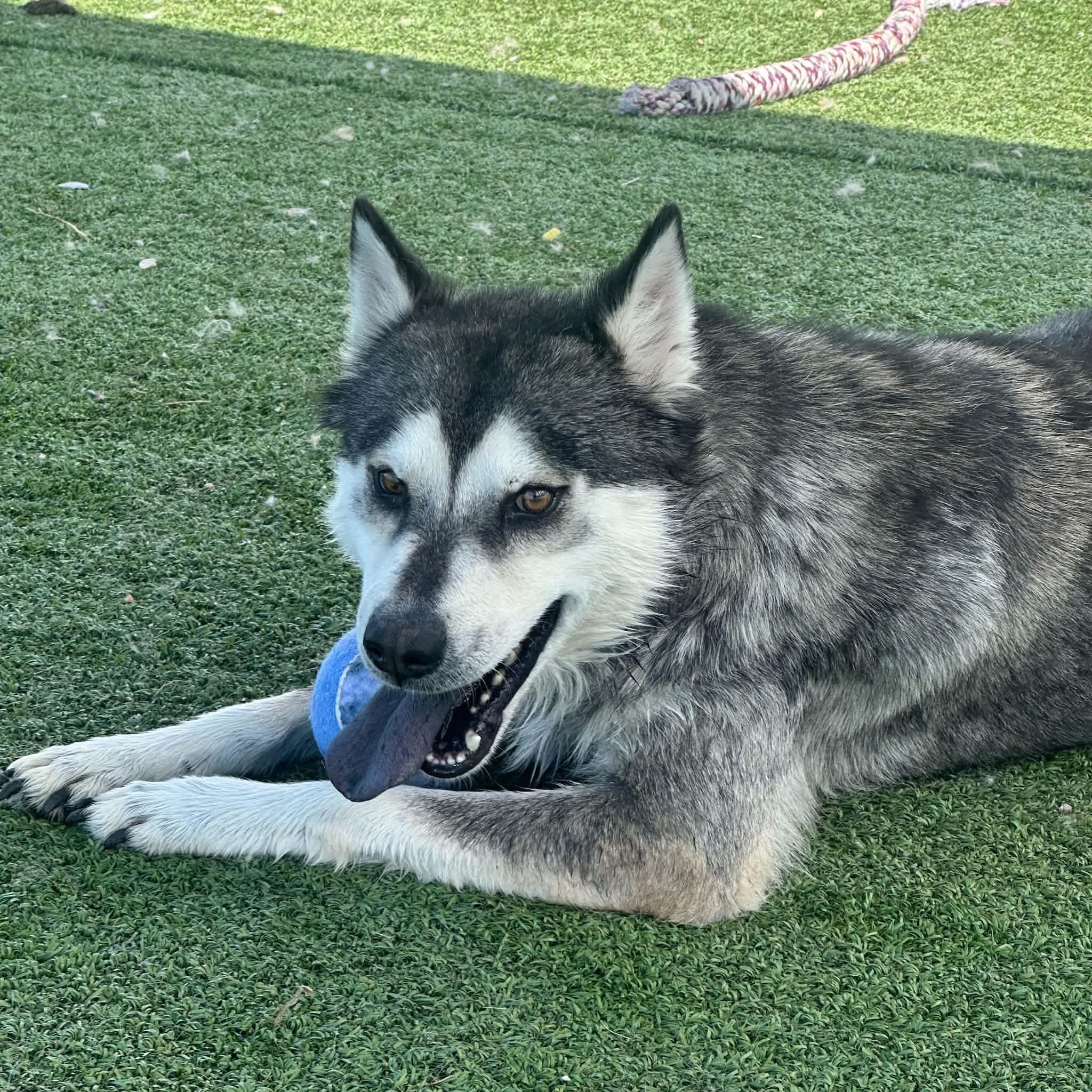 Apollo, a ADOPTABLE Husky in Truth or Consequences , NM image 6/6