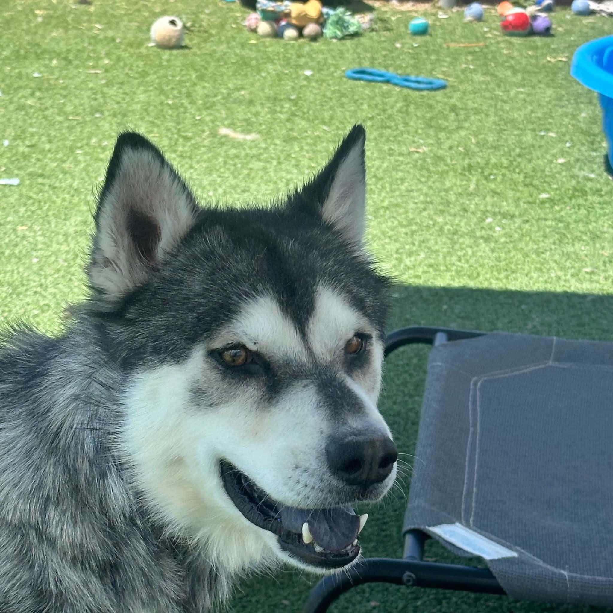 Apollo, a ADOPTABLE Husky in Truth or Consequences , NM image 4/6