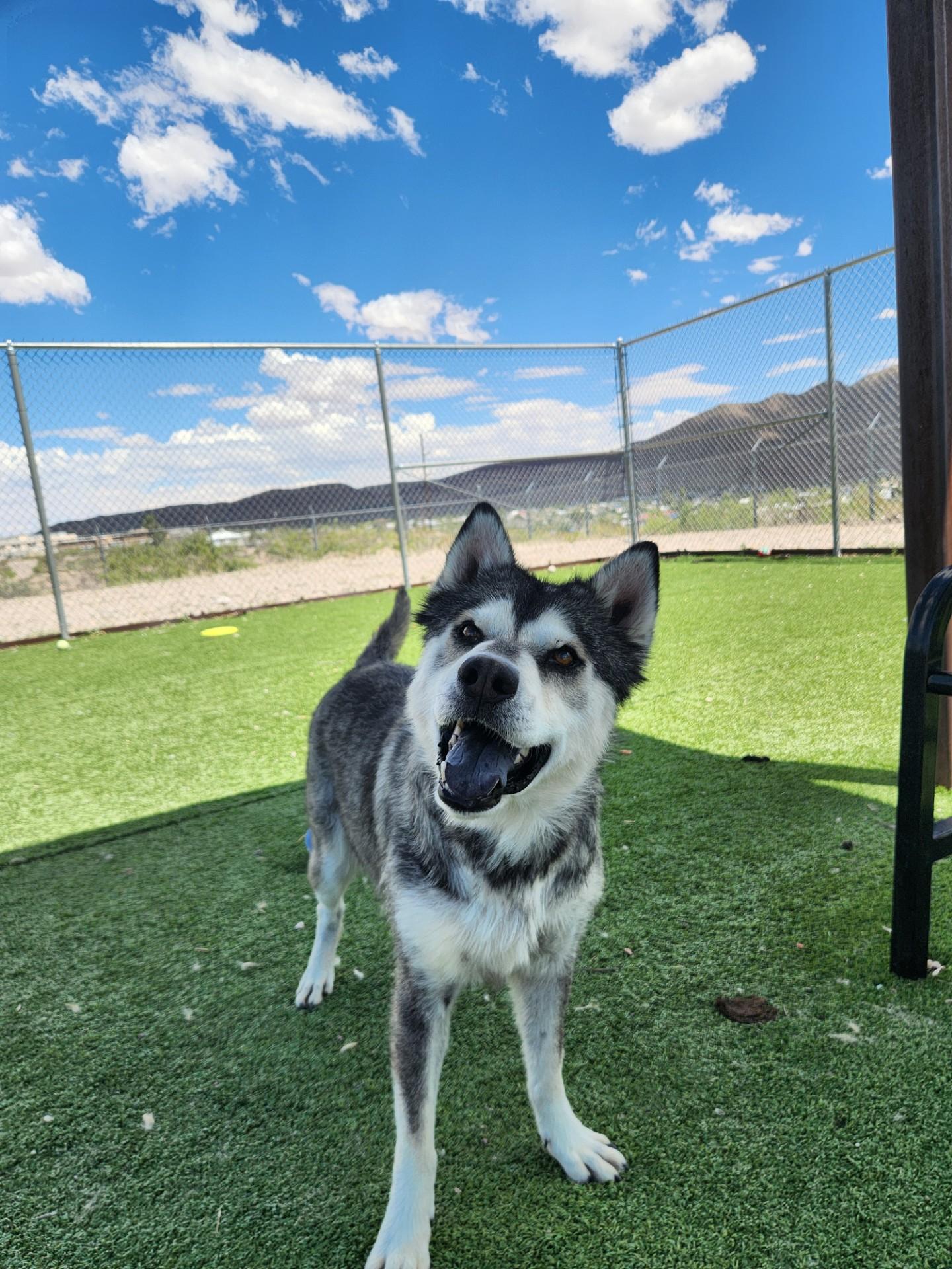 Apollo, a ADOPTABLE Husky in Truth or Consequences , NM image 2/6