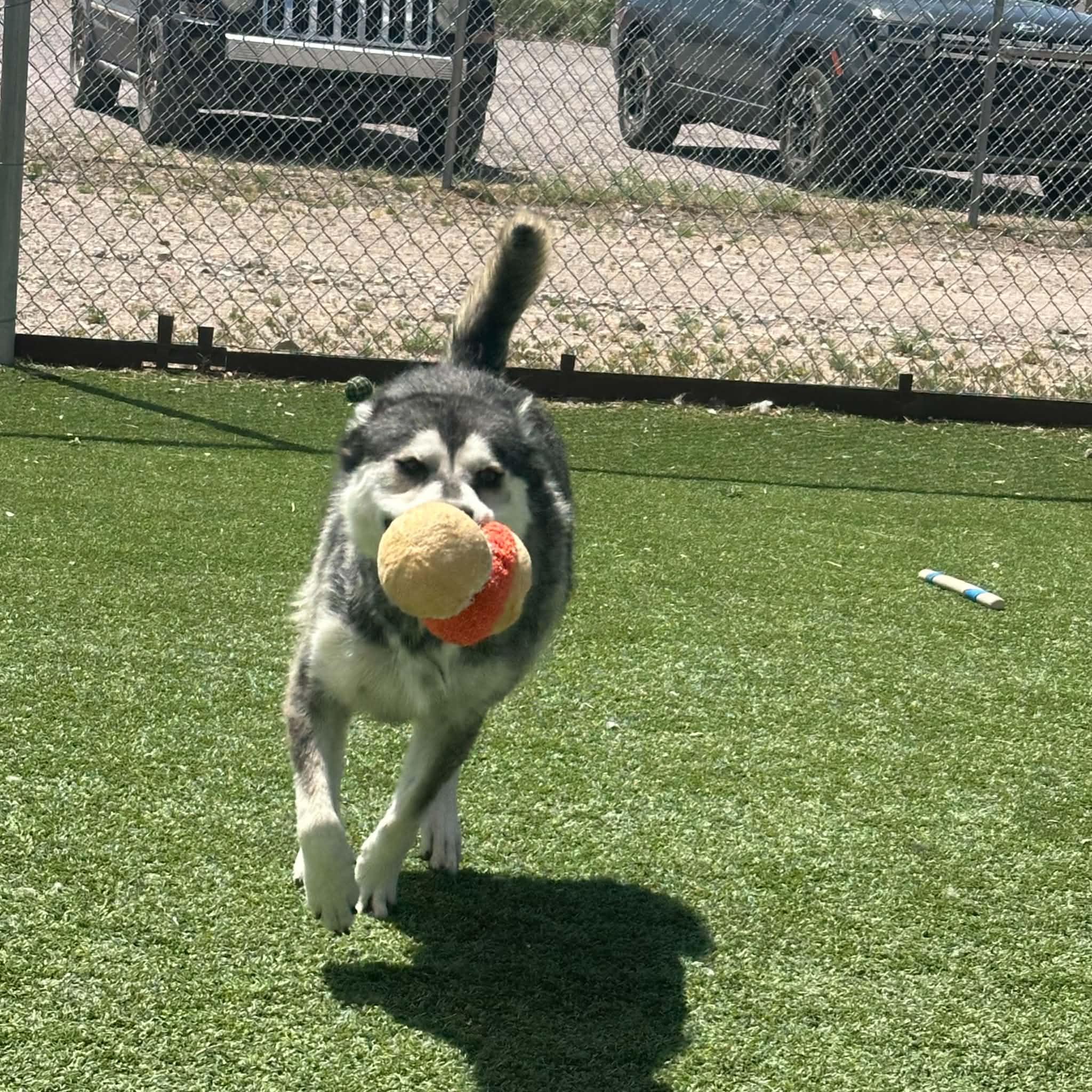 Apollo, a ADOPTABLE Husky in Truth or Consequences , NM image 3/6