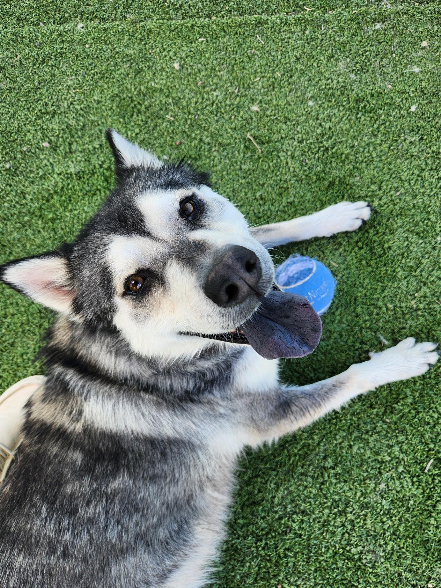 Apollo, a ADOPTABLE Husky in Truth or Consequences , NM image 1/6