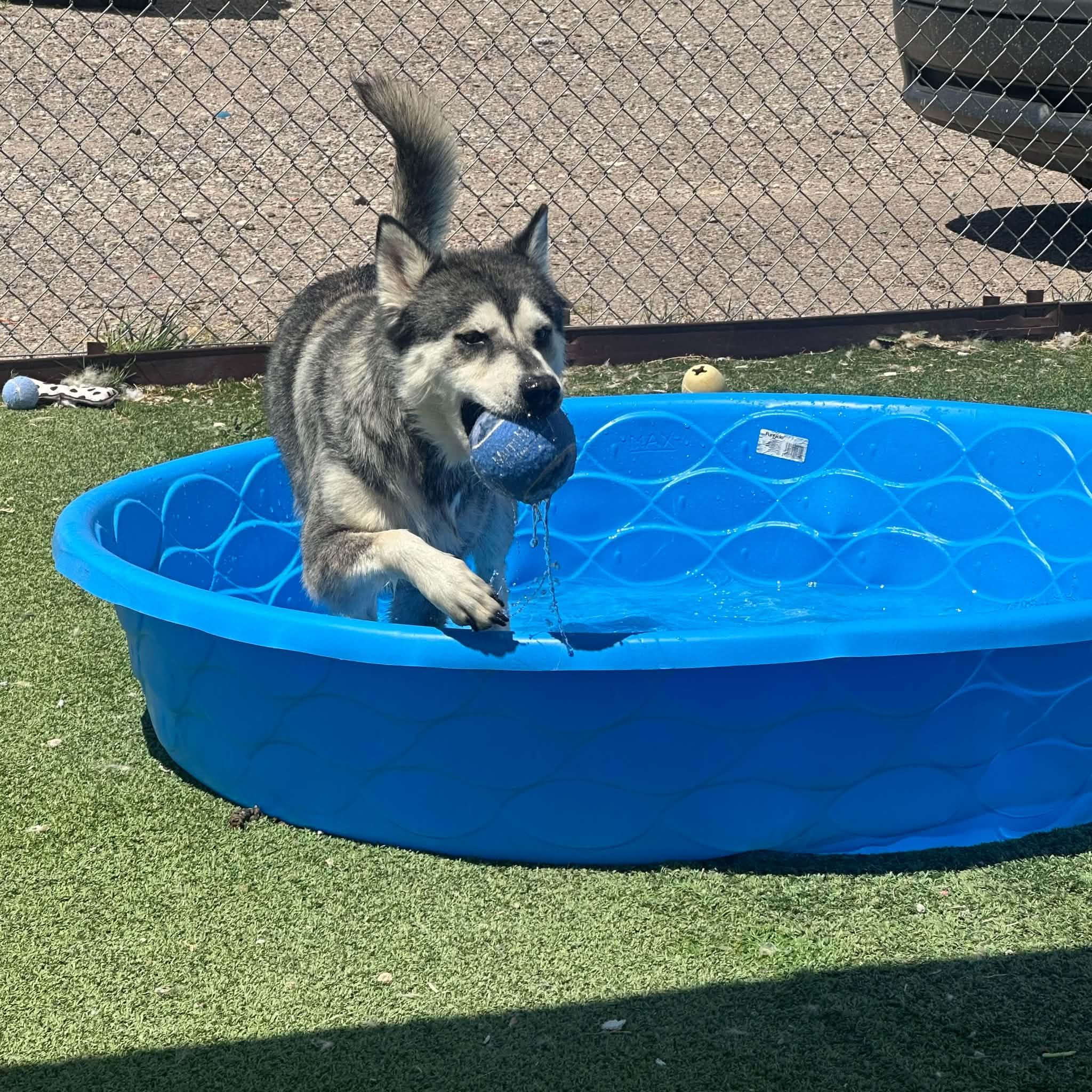 Apollo, a ADOPTABLE Husky in Truth or Consequences , NM image 5/6